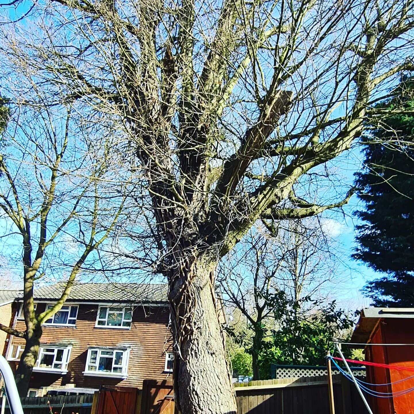 Heavy Oak 'reduction' in an awkward location. Our client explained that the previous company cut off one of the low limbs in one piece (you can see the tear cut on the underside of a large limb in the photos) and ended up destroying 3 fence lines, an