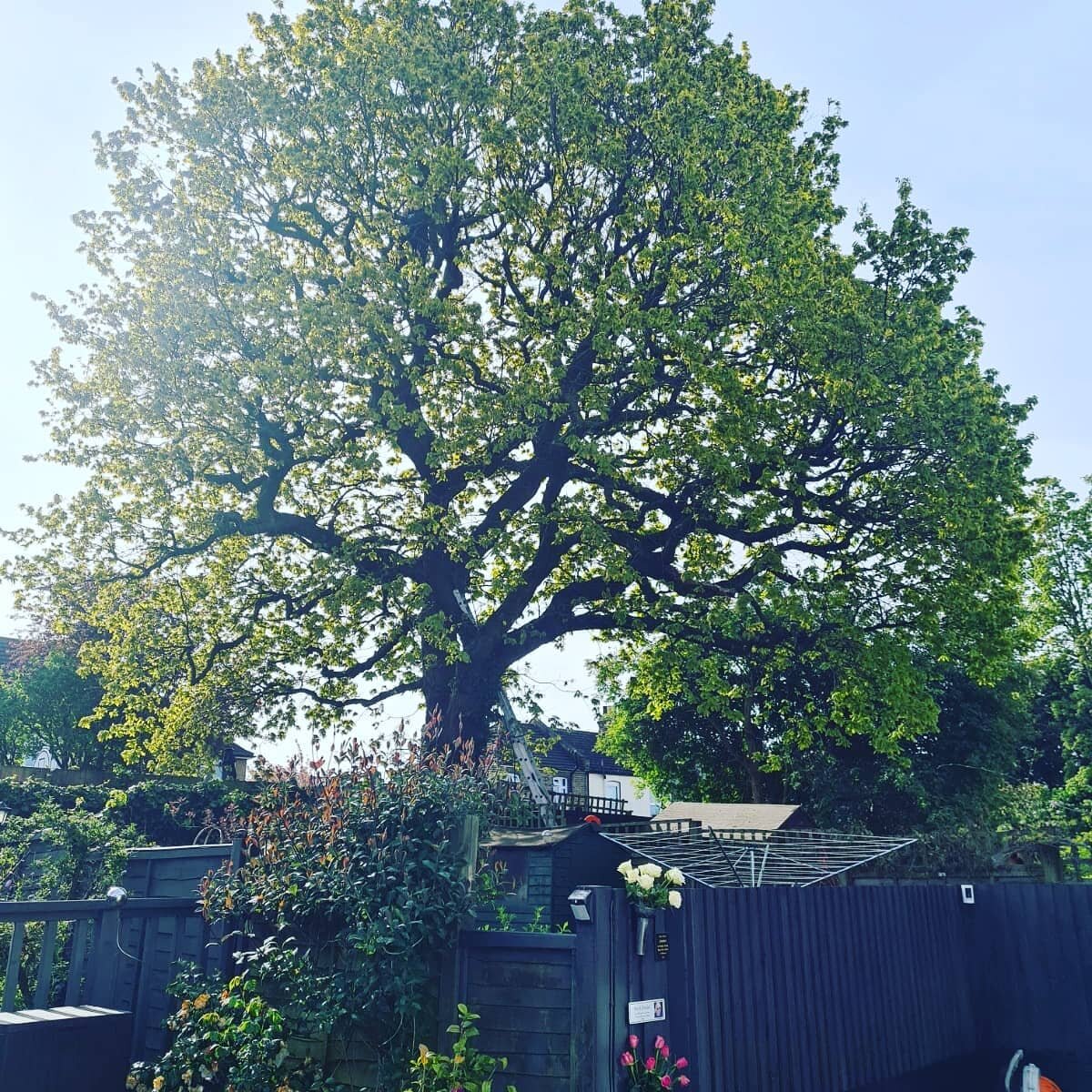 20% crown reduction on this Oak in Greenwich. Poorly pruned previously and in an awkward location, as the canopy spread over 6 gardens. Great result with @tombyfield91 
#southlondontreesurgeons #crownreduction #greenwich #treesurgery #arborist #arbor