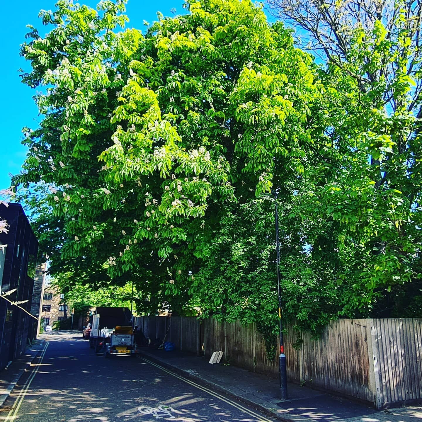 30% crown reduction today in Peckham. Looking good Mr Chestnut, looking good 🌰✌
#southlondontreesurgeons #treesurgery #arboristsofinstagram #treesurgeon #treesurgeons #treeservices #treecare #southlondon #peckham #southeastlondon #southwestlondon #l