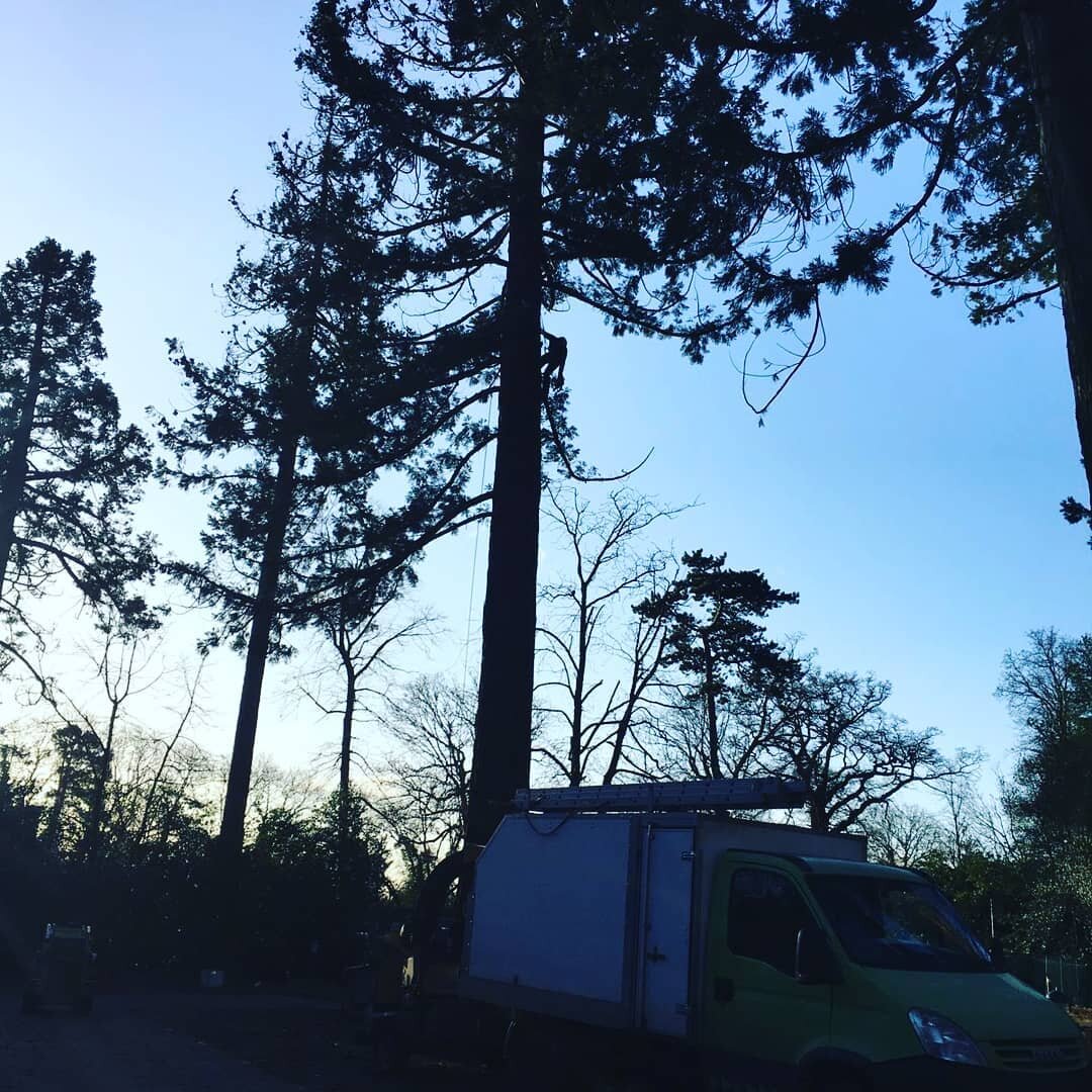 Giant sequoia (Redwood) removal, at least 100ft tall. Mega view from the top 👀 and make sure to turn the volume up for the slow mo final cut 👌👌
#treefelling #bromley 
#southlondontreesurgeons #treesurgery #arborist #treesurgeon #treesurgeons #tree