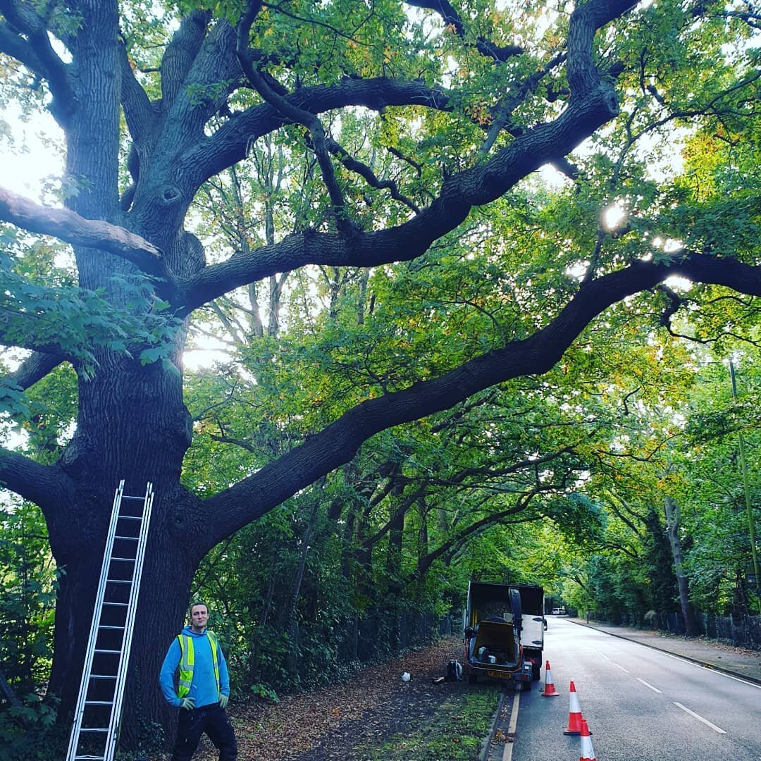 Going on 300 years old this English Oak. Its hard to explain how it feels to climb a tree like this. But up there you've got nothing but time, the chaos disappears &amp; the mind gets some peace. Maybe that's just me 😂 Dang I love my job - Thanks Mr