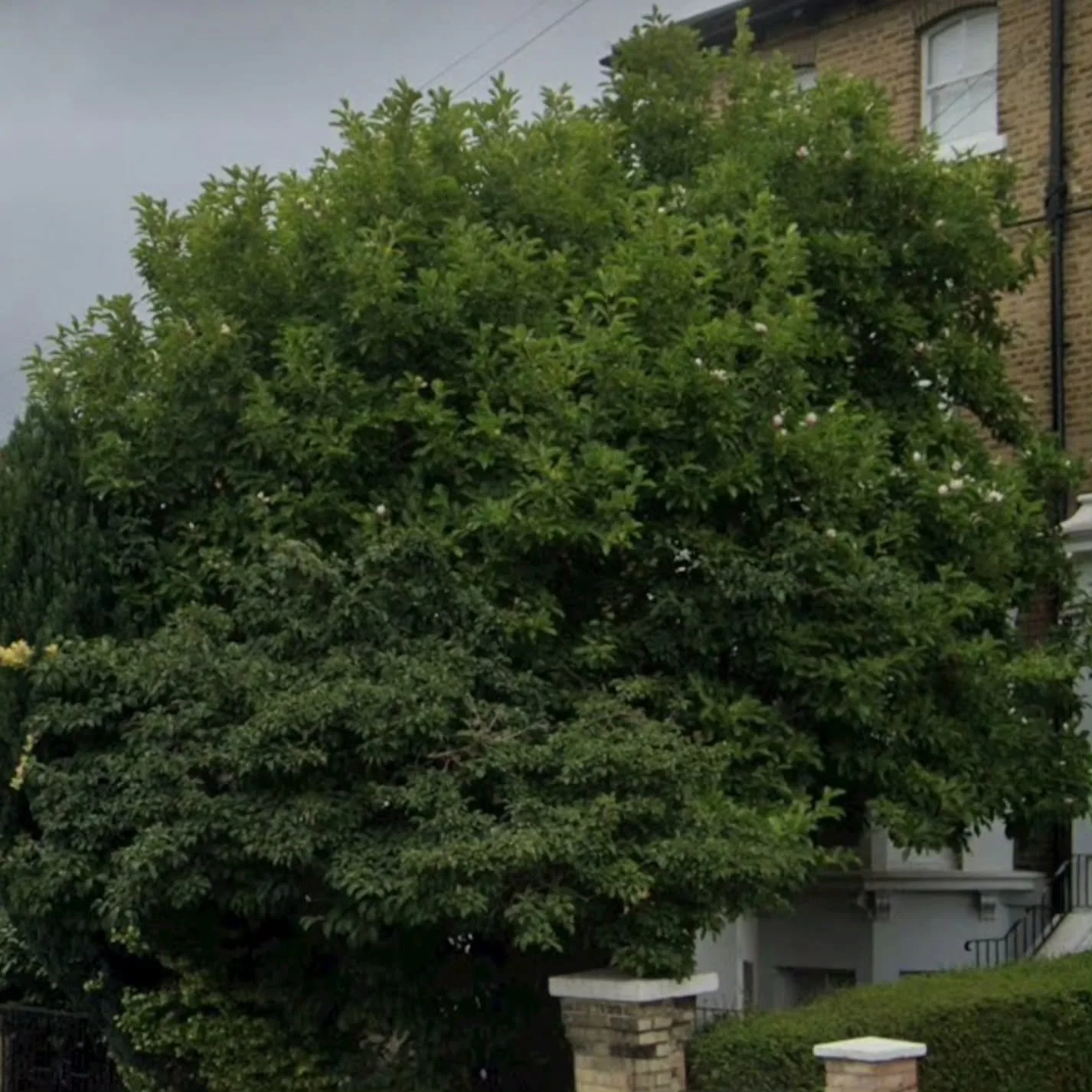 Magnolia reduction - Streatham ✂️🌴 
#southlondontreesurgeons #treesurgery
#arborist #treesurgeon #treesurgeons #treesurgery #treecare #southeastlondon #southwestlondon #southlondon #estatemanagement #propertymanagement #builders #architecture