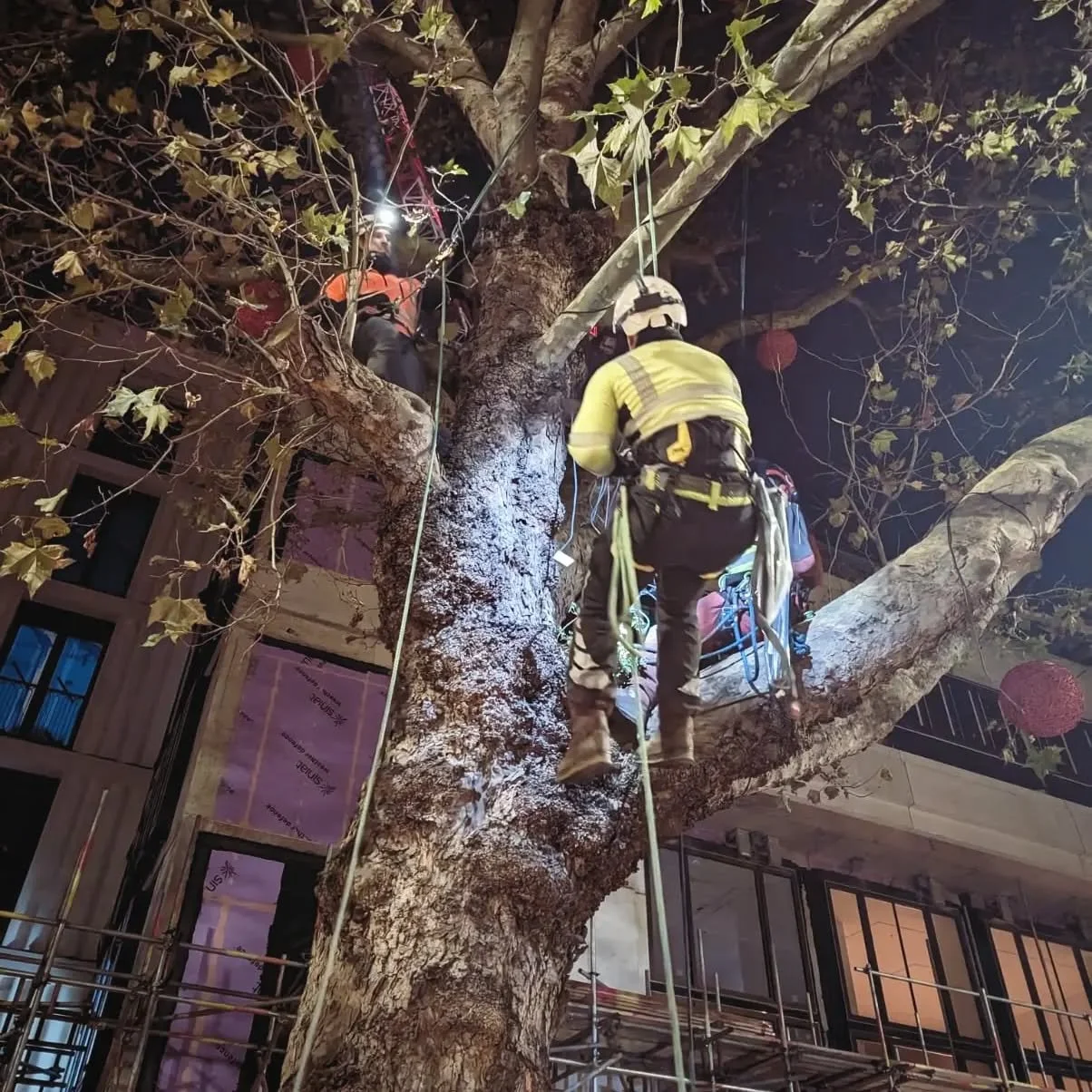 A busy week for the team. Installed approx 320 Christmas lanterns into 29 trees on Kensington High Street. All work completed between 11pm - 4am, 4 nights to complete. If you're in the area go check your them out!
#kensingtonandchelsea #kensington #h
