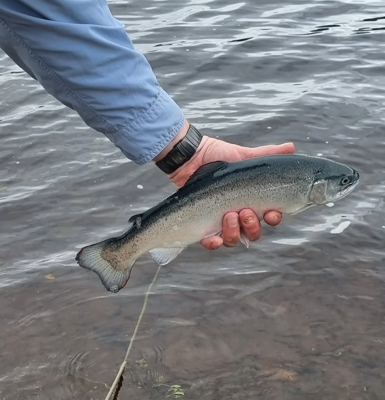 Catch Report Week 14