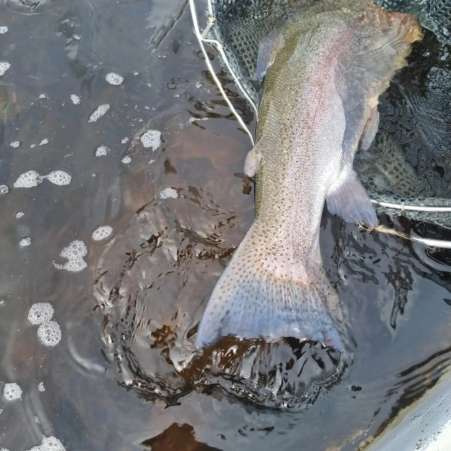 Catch Report Week 26