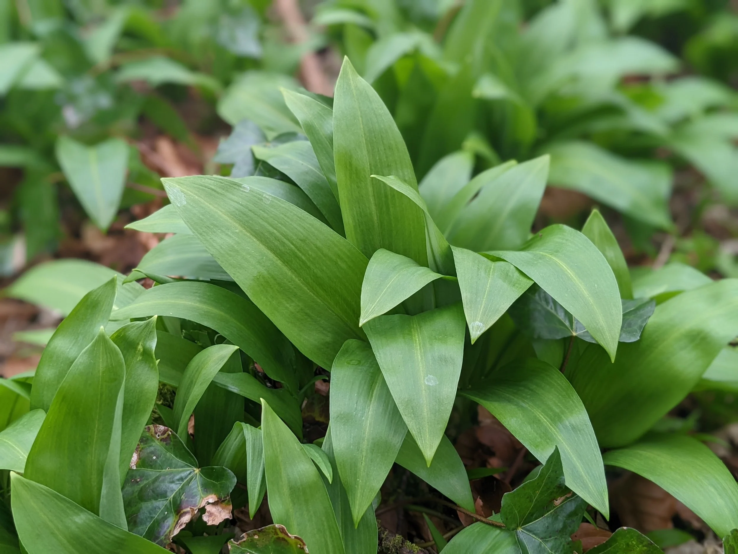 Wild Garlic