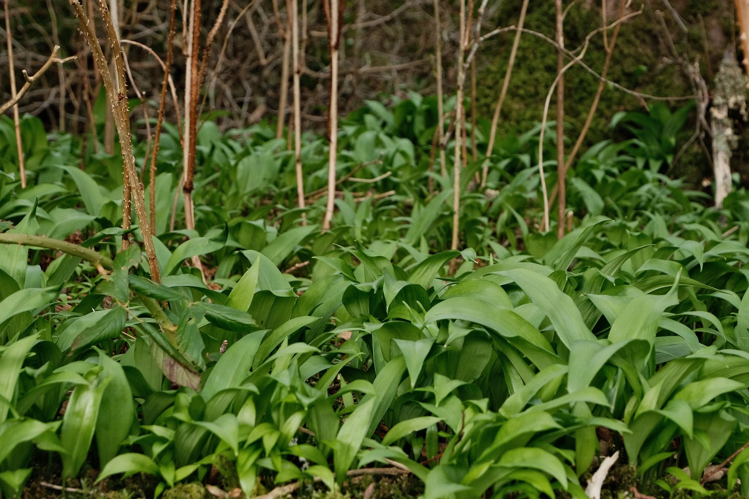 March’s Theme: Walk on The Wild Side