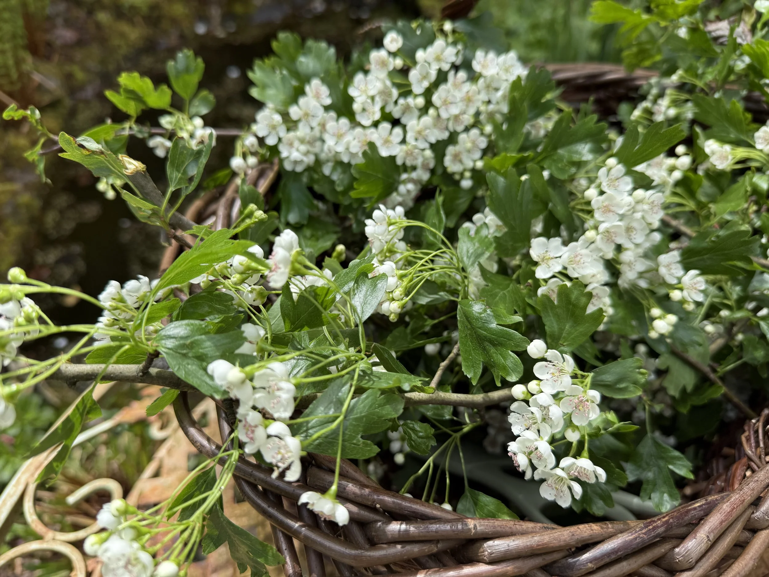 Gentle June