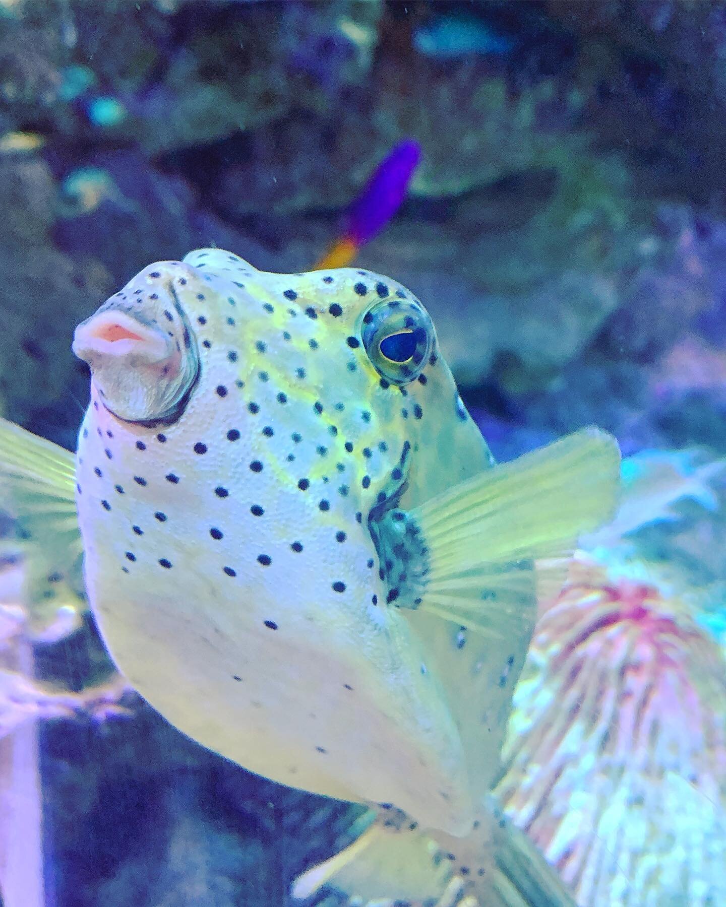 Some tourist snaps from @dubaiaquarium two weeks ago 🐡🐠🐙🦈🐊🐸 #dubai #aquarium #underwaterzoo #sharks #fish #rays #travel #burjkhalifa