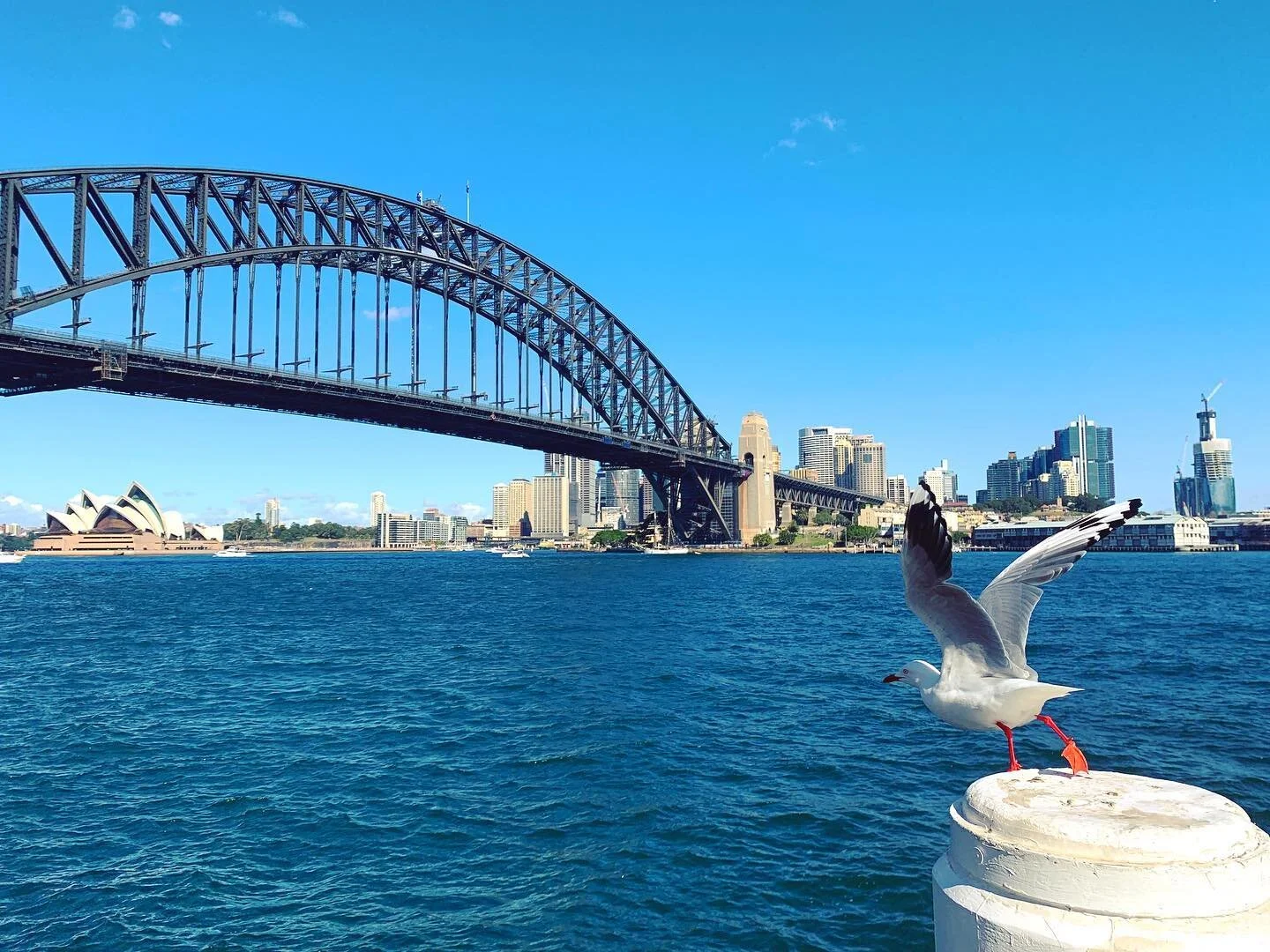 #sydney #operahouse #sydneyharbour #harbourbridge #life #straya #mate