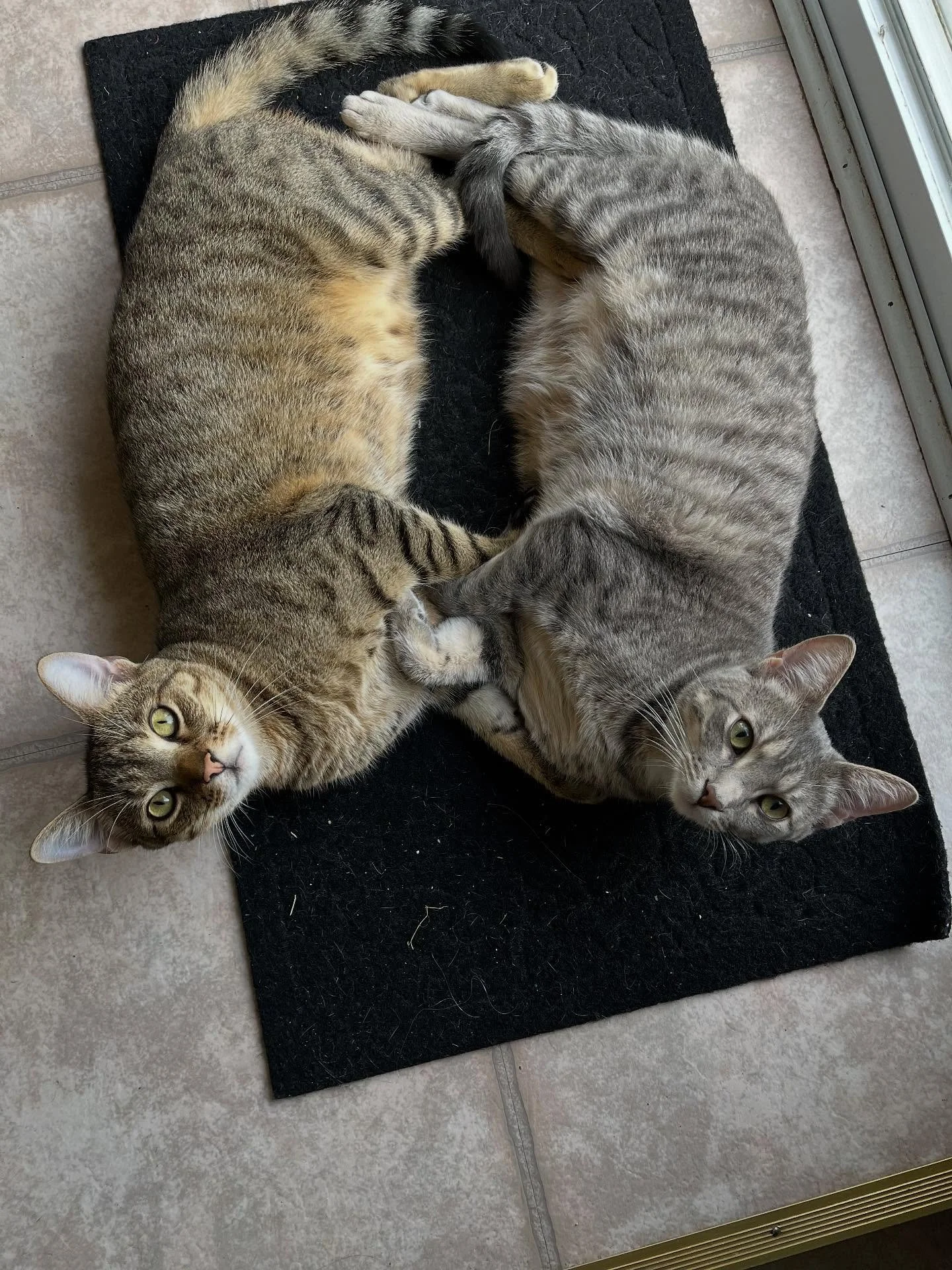 Happy National Cat Day to the most important kitties in my life. 🐾💕 my babies, Chase and Keefe; my little brother Weebles; my brother&rsquo;s old kitty, Holly; and my childhood kitty, Dusty 💕

Please tell your kitties I love them!! 😻

#nationalca