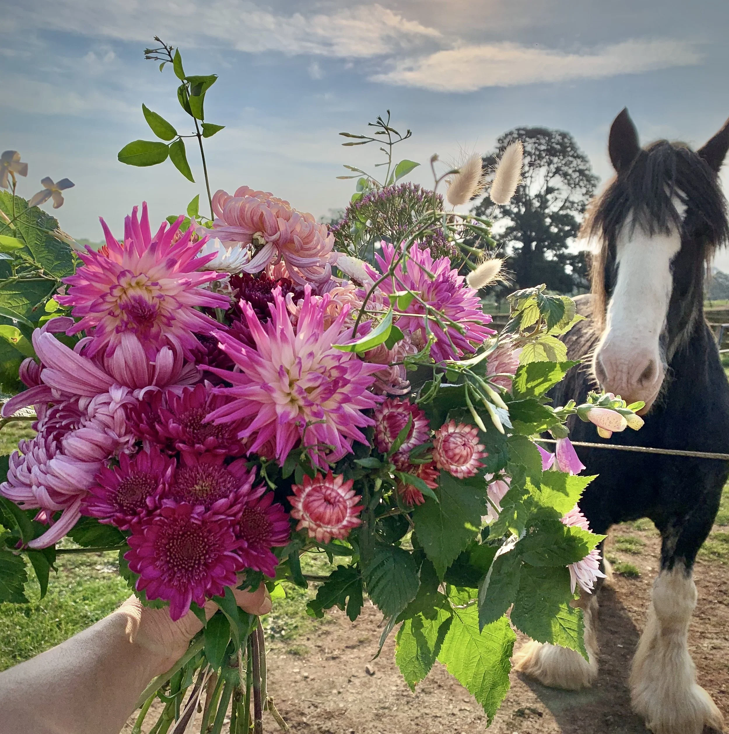 Flower farm warragul