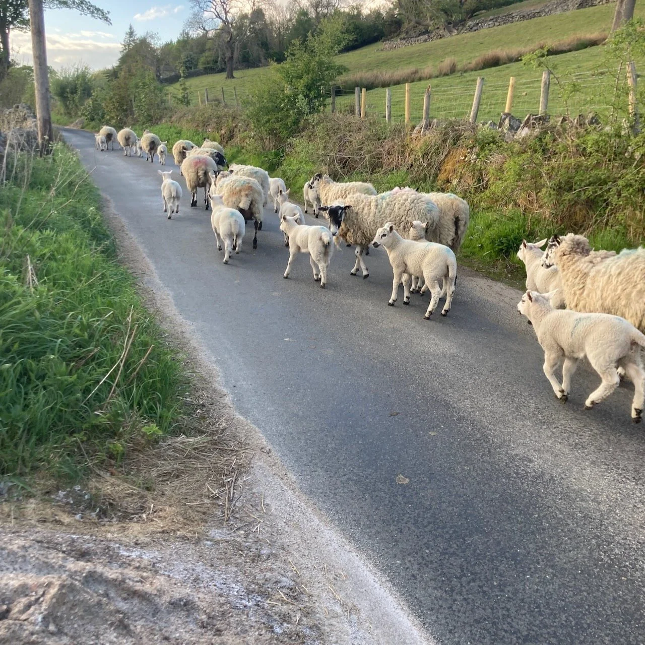 Sheep on road - Yorkshire, UK
