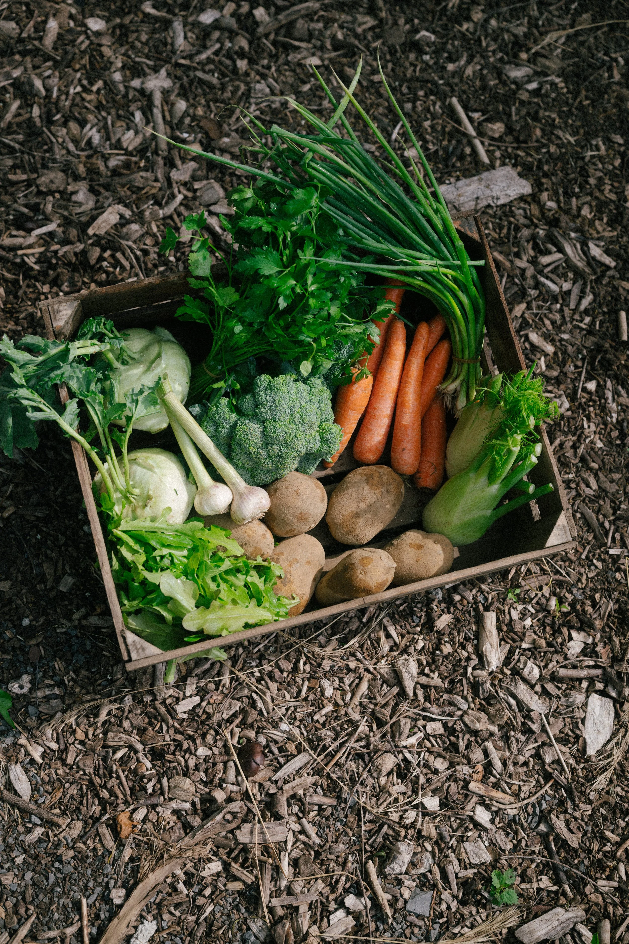 A wooden crate filled with fresh vegetables including carrots, broccoli, cauliflower, green onions, garlic, potatoes, and fennel, placed on a ground covered with wood chips.