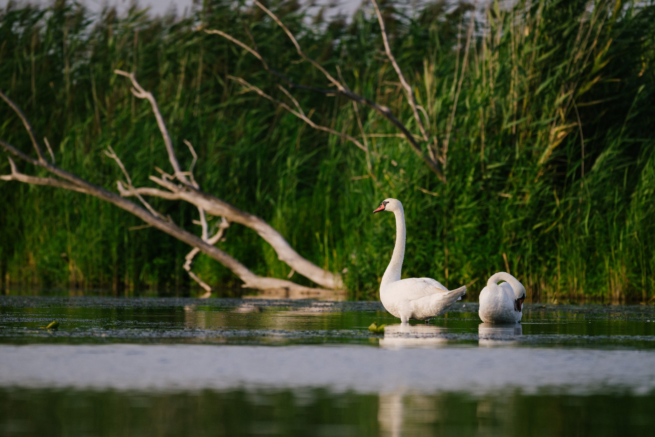 NABU Havel Renaturierung Kano Reportagefotografie Natur Brandenburg