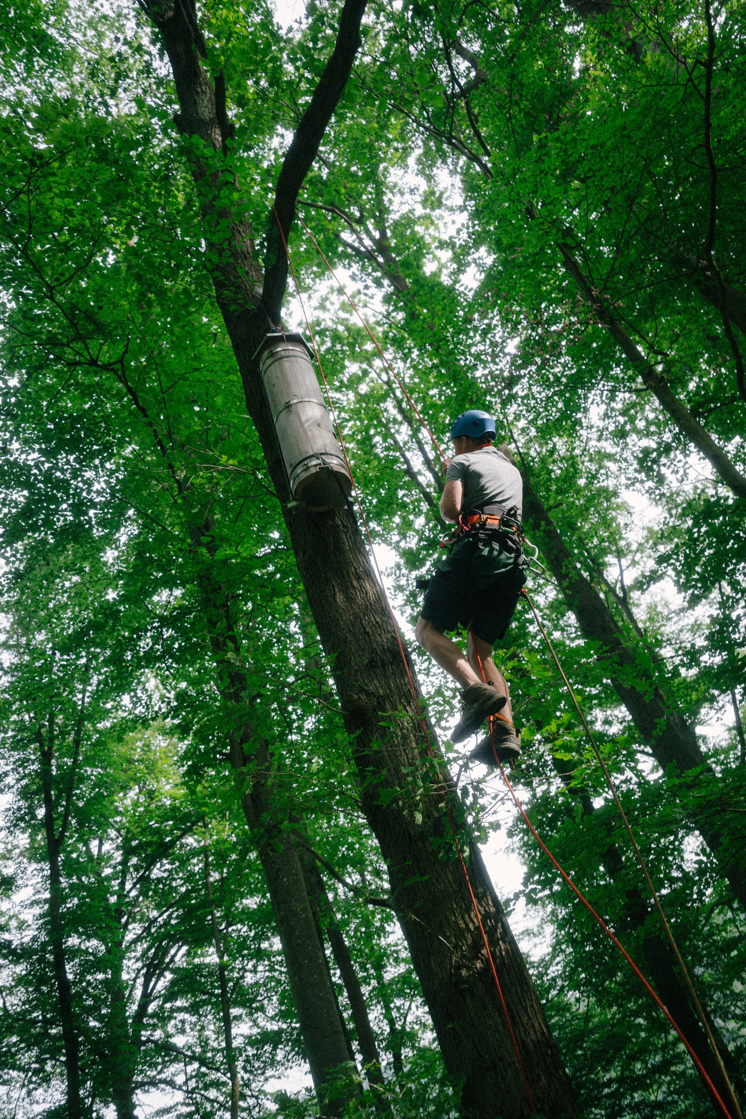 A person wearing a helmet and harness climbing a tall tree in a green forest, using ropes and safety equipment.