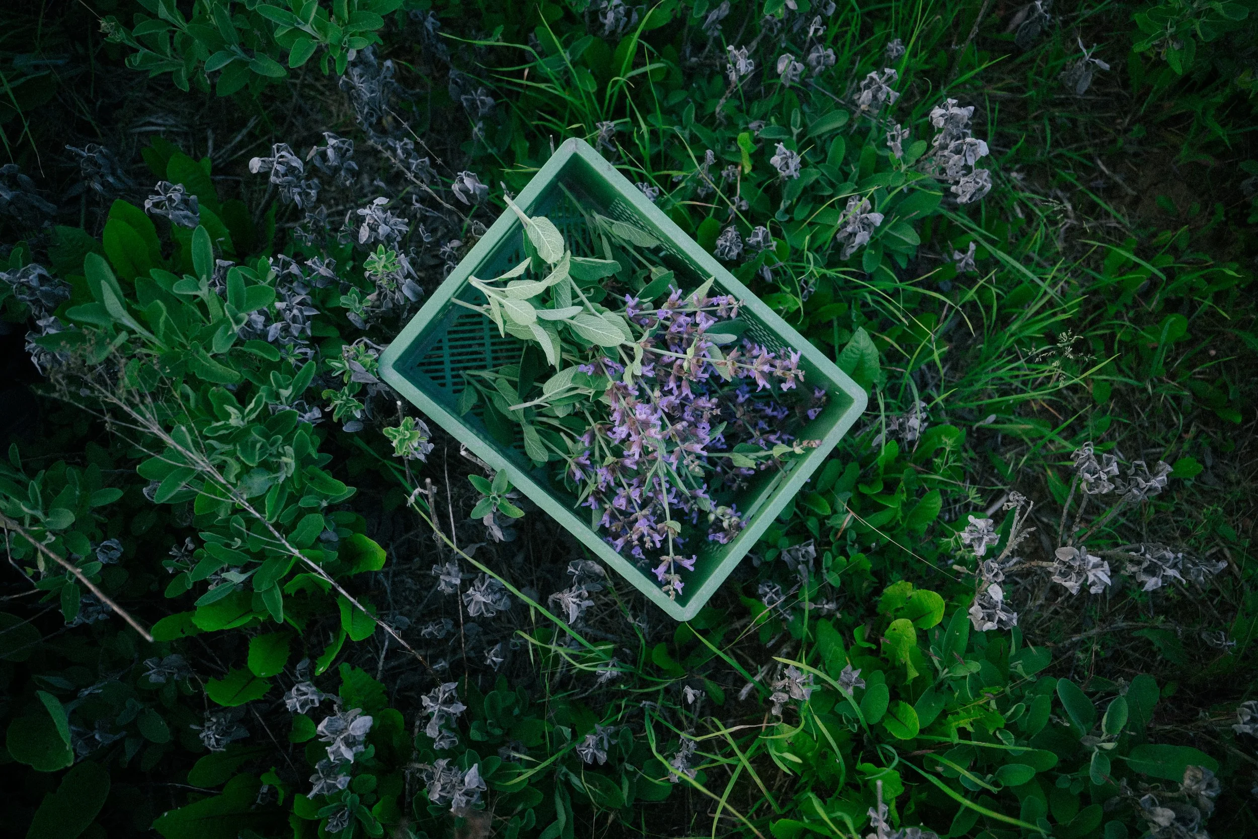A green plastic container filled with freshly picked herbs and flowers is placed among green plants and dried flowers in a garden.