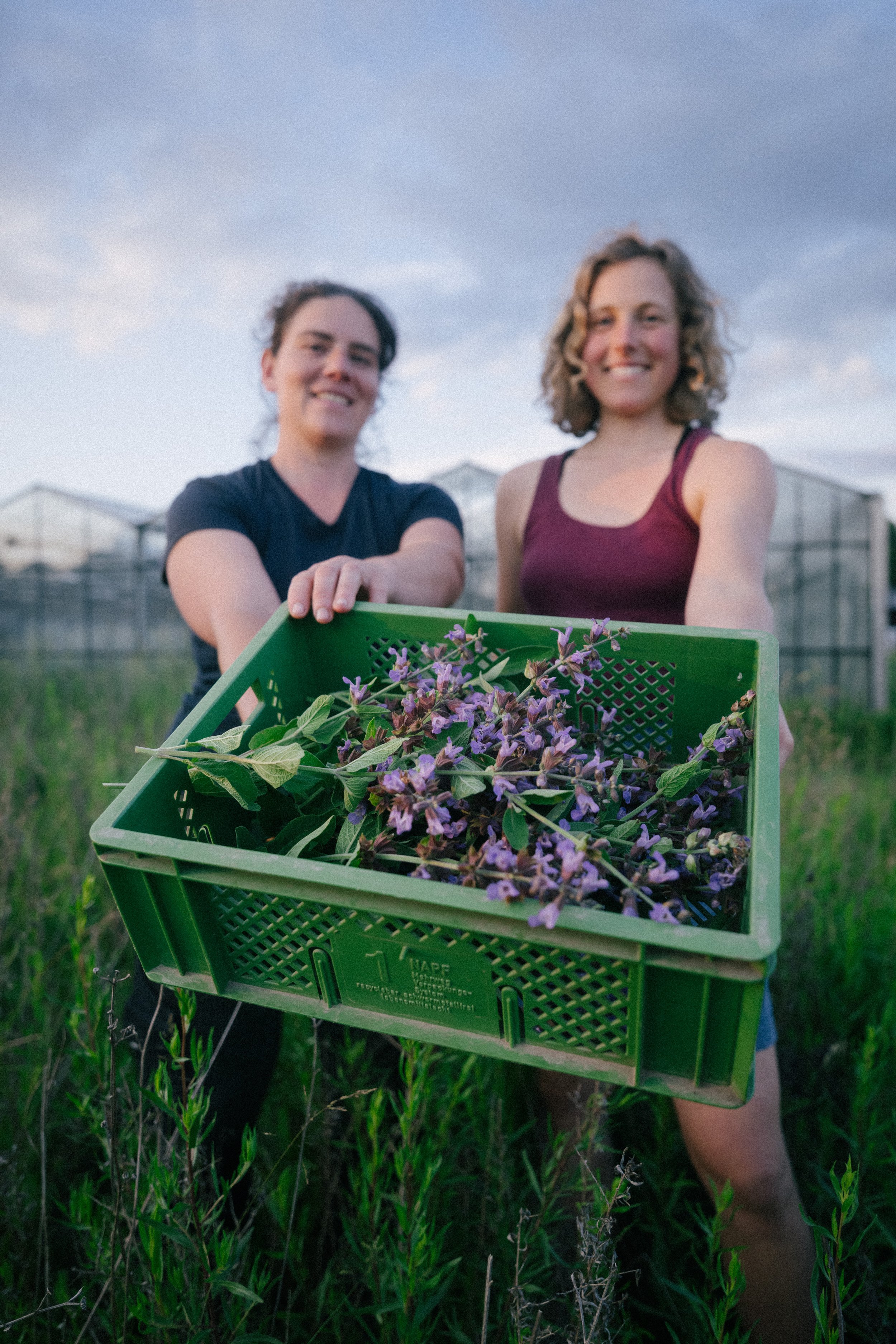 Two women standing in a field at sunset, holding a green plastic basket filled with freshly picked purple flowers and green leaves, with greenhouses in the background.