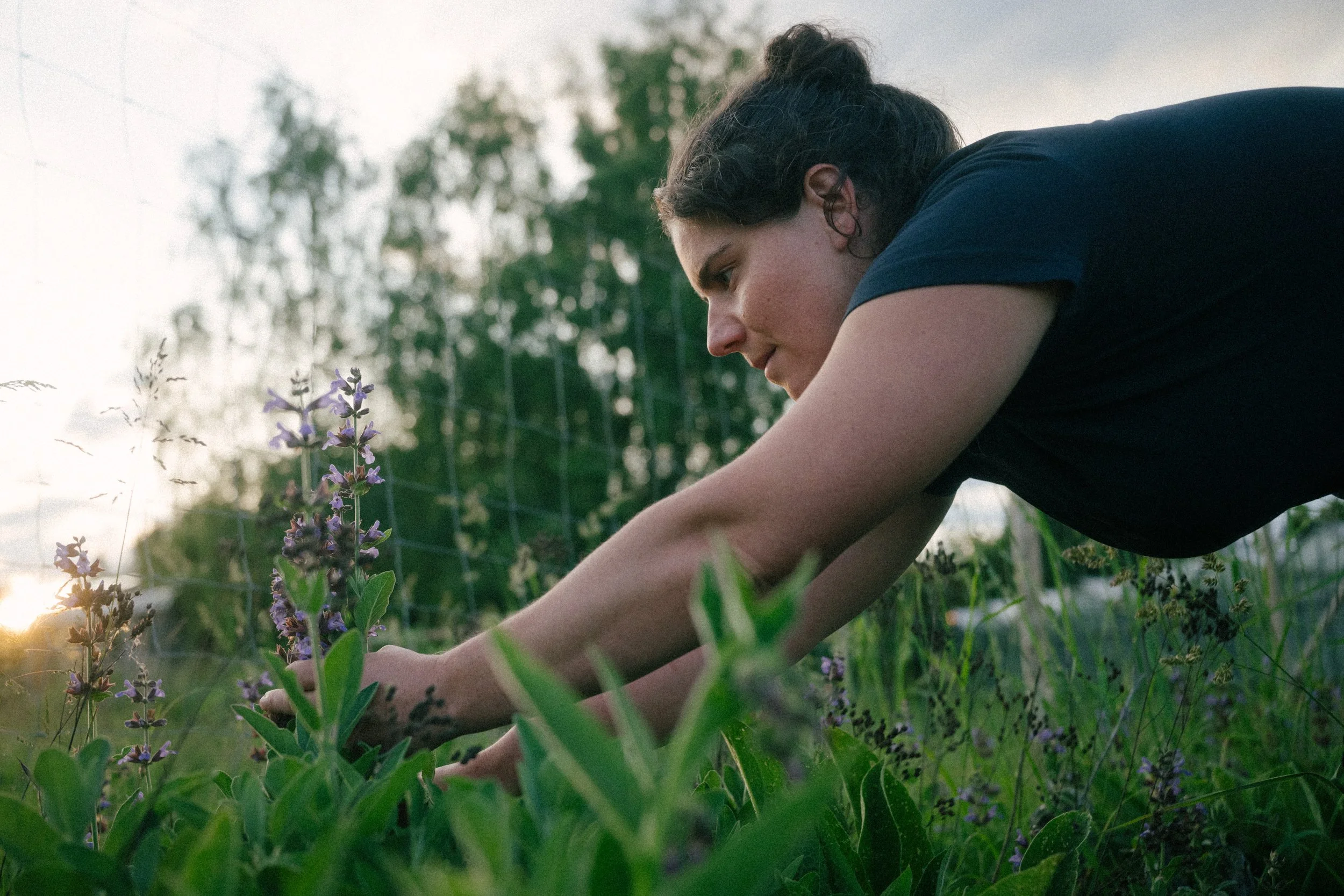 A woman with curly dark hair tied in a bun and wearing a black shirt is leaning over and tending to plants in a garden during sunset.