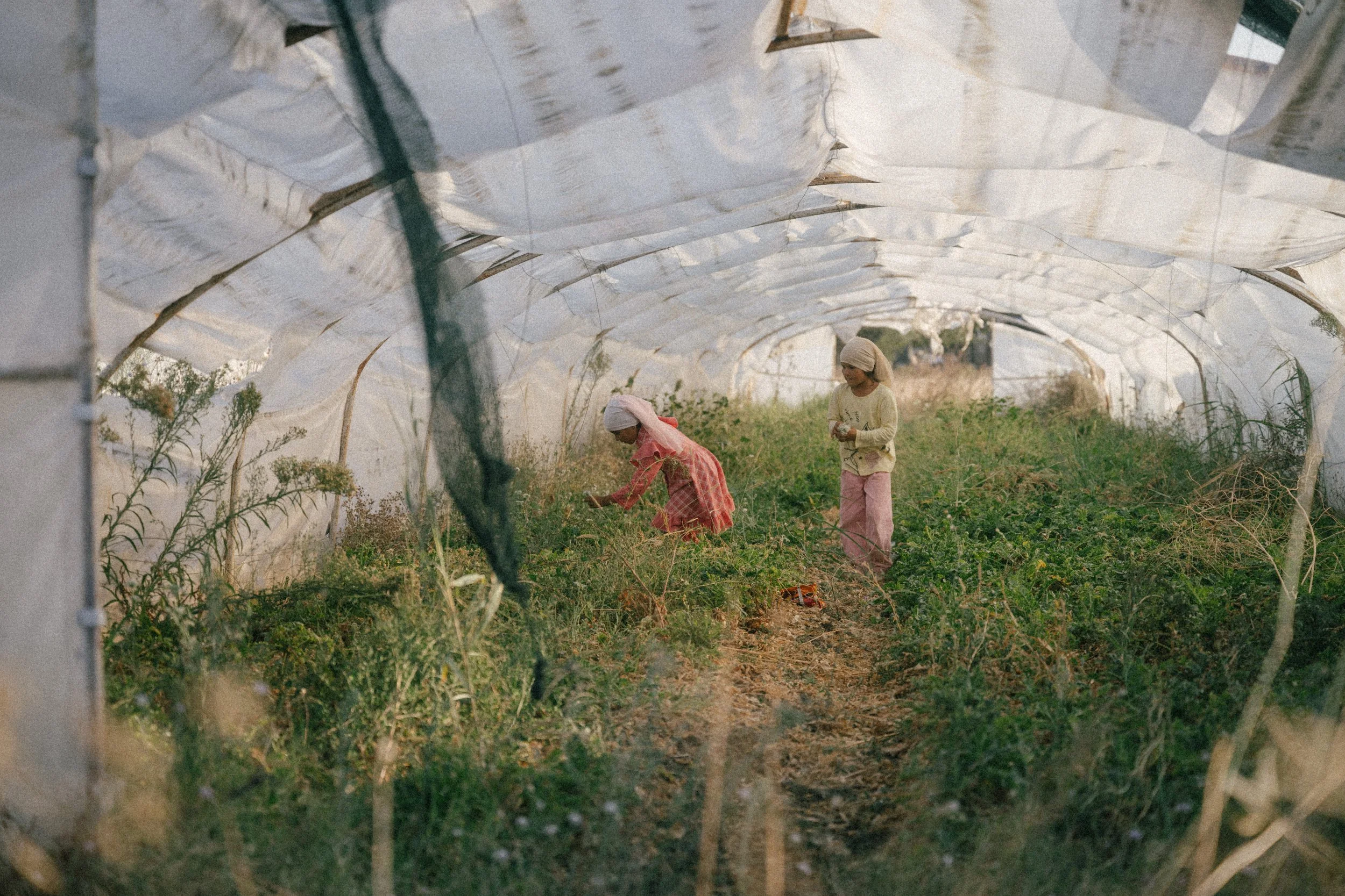 Two children wearing head coverings work inside a greenhouse with plastic sheeting overhead, tending to plants or crops.