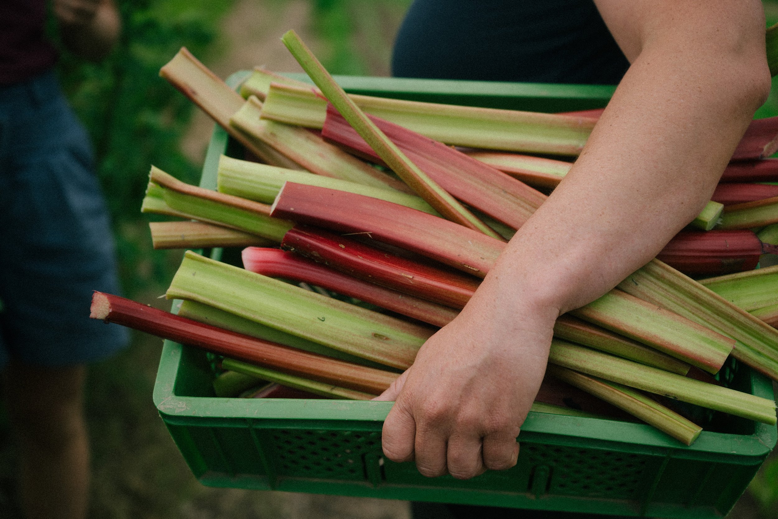 Close-up of a person's arm holding a green plastic basket filled with freshly picked rhubarb stalks outdoors.