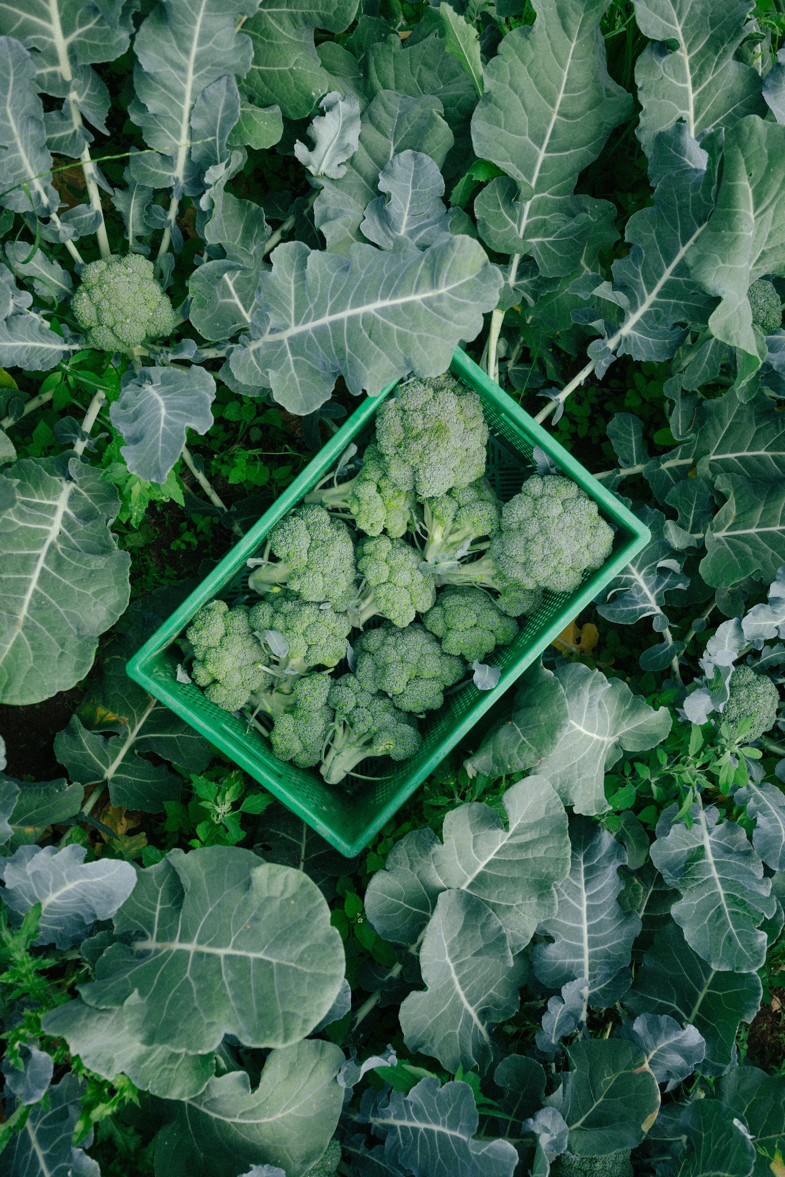 Green broccoli heads in a green basket surrounded by large broccoli leaves.