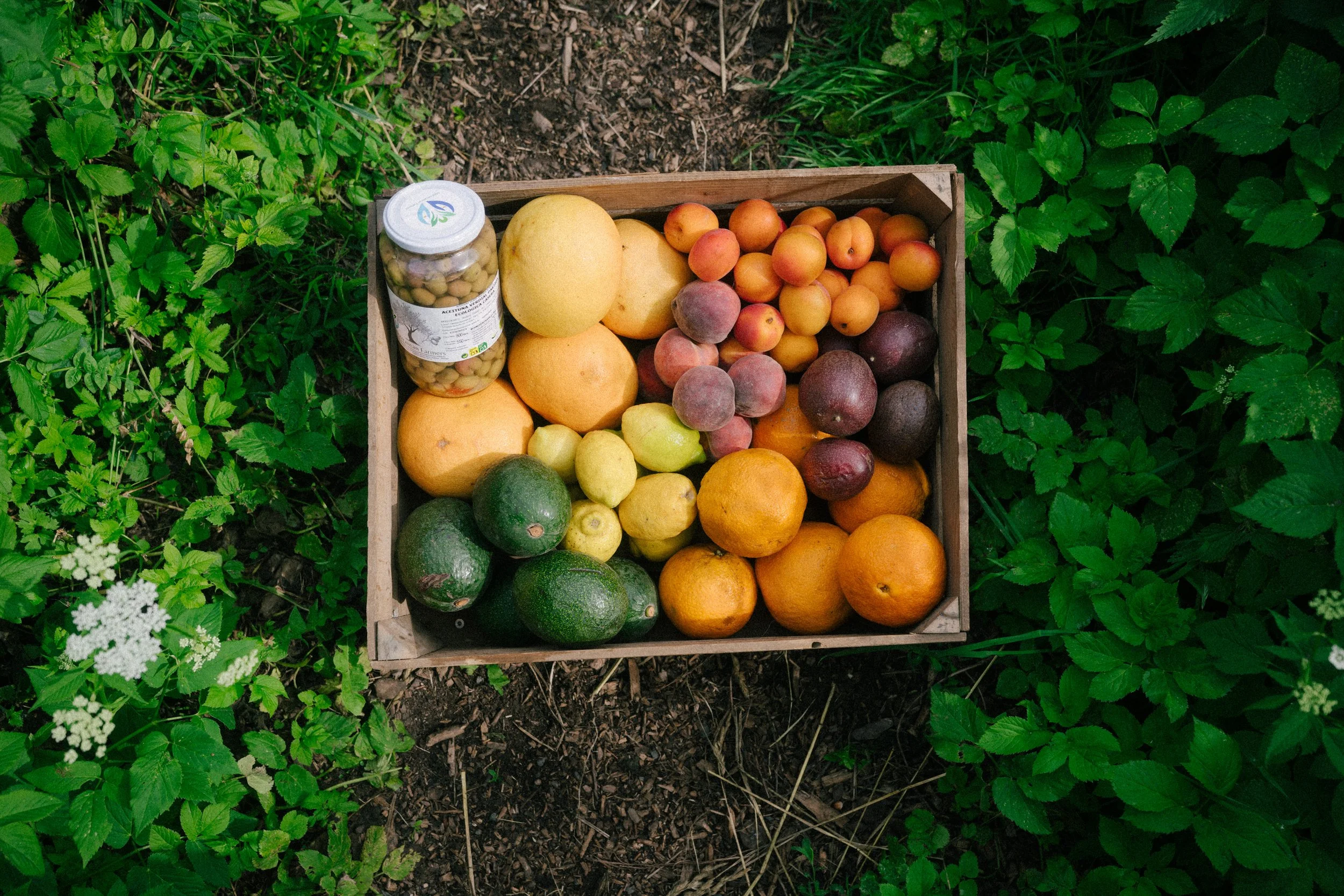 Wooden box filled with peaches, plums, lemons, avocados, and a jar of pickled vegetables, placed on dark soil surrounded by green plant leaves.