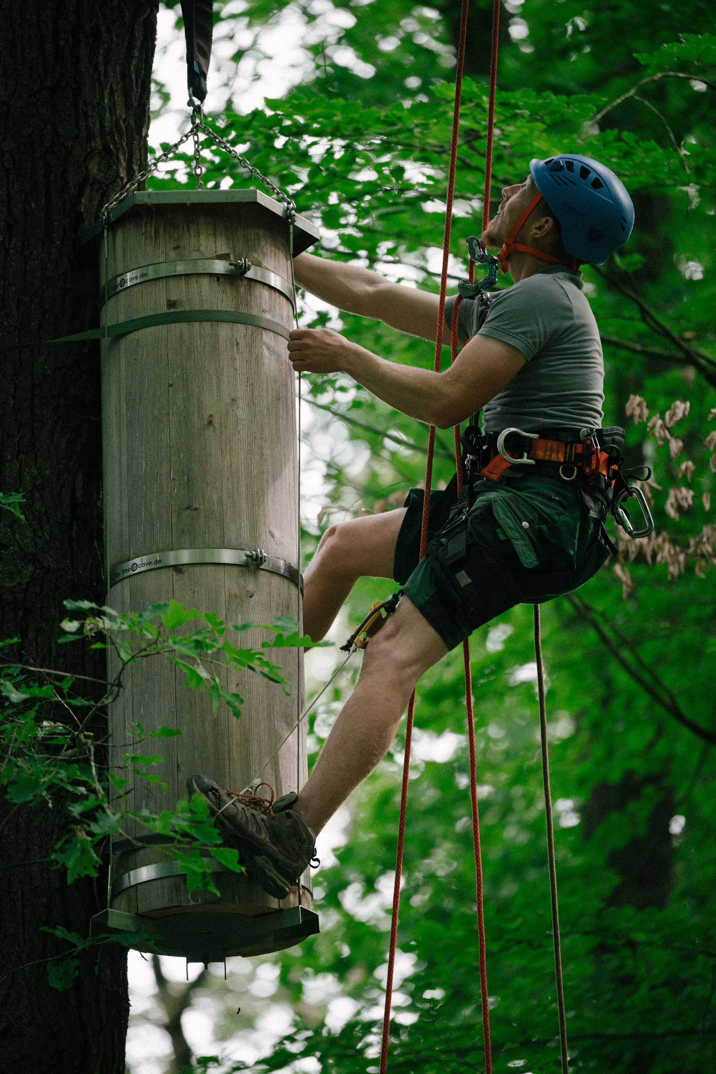 A man climbing a tree using a harness and ropes, reaching towards a wooden birdhouse attached to the tree trunk, surrounded by green leaves.