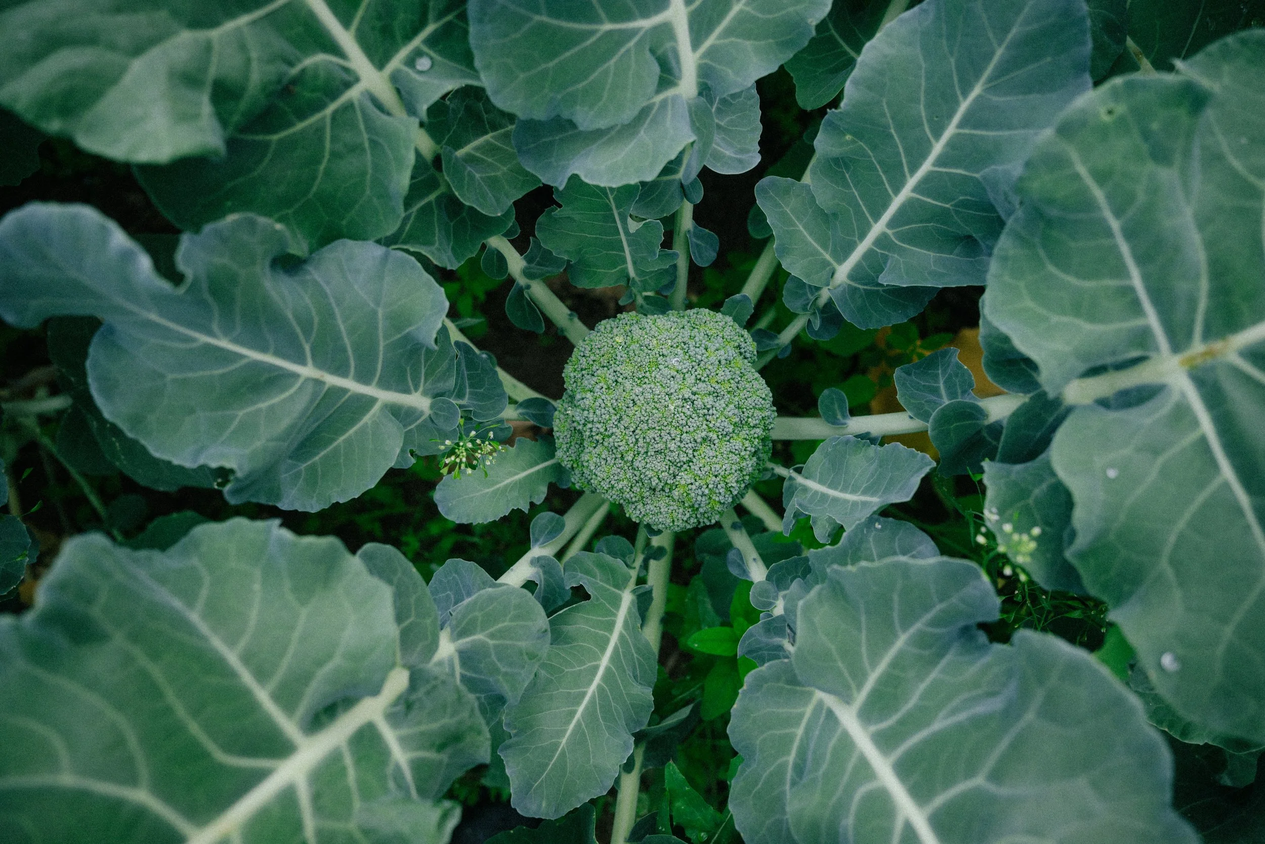 A head of broccoli surrounded by large green leaves.