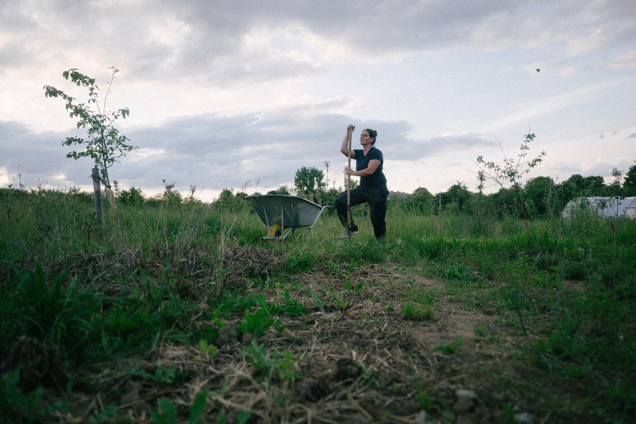 A person standing outdoors in a field, holding a shovel with a wheelbarrow nearby, and young trees surrounding them, under a cloudy sky.