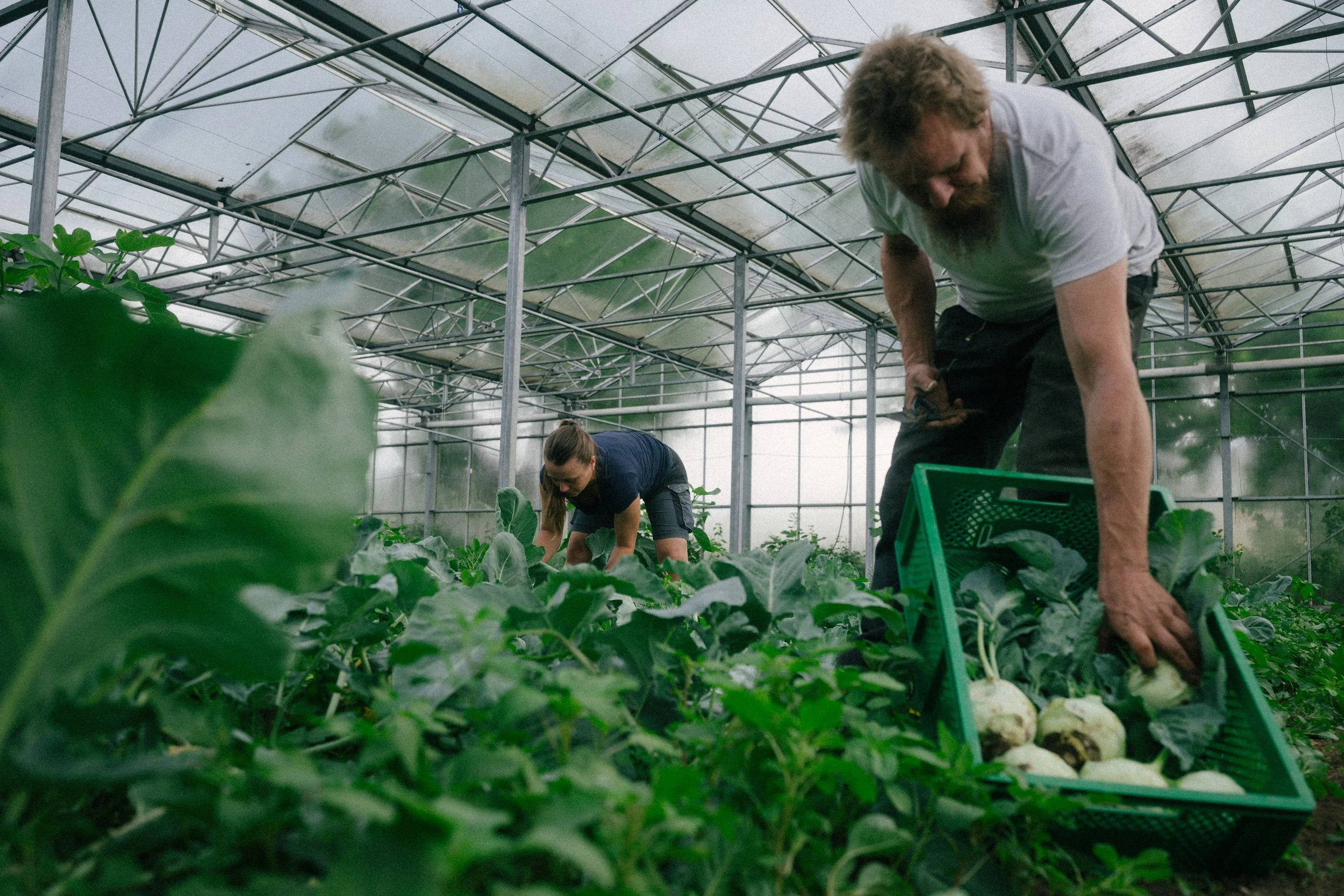 Two people working inside a greenhouse, tending to leafy green plants, with metal framework and glass panels overhead.