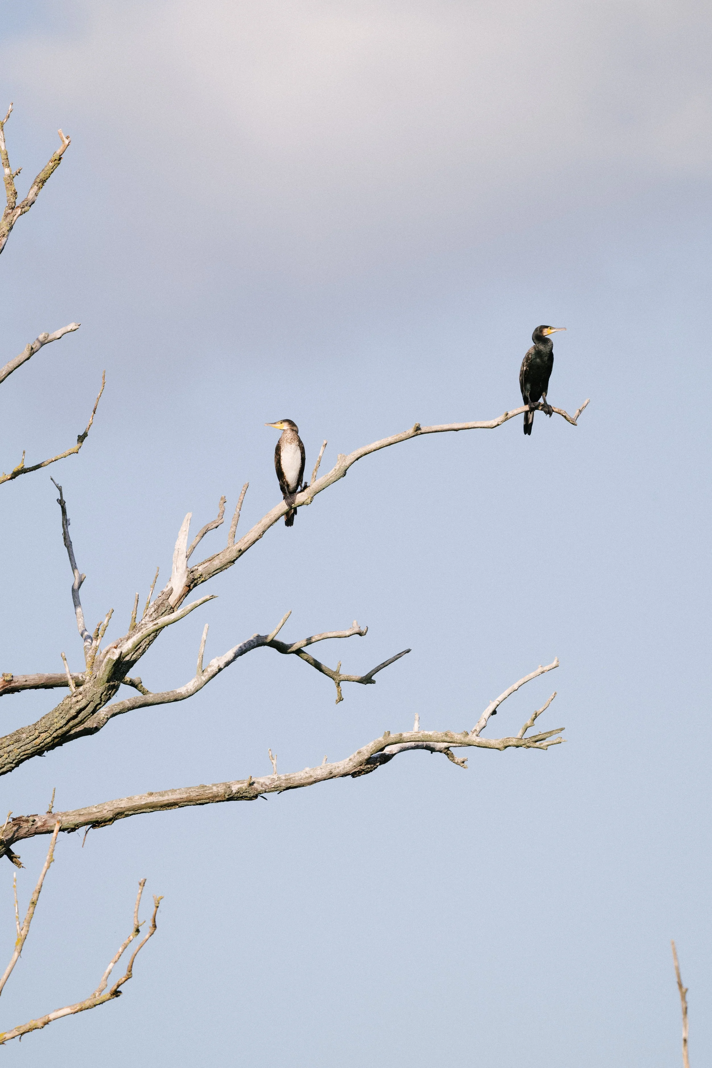 NABU Havel Renaturierung Kano Reportagefotografie Natur Brandenburg 
