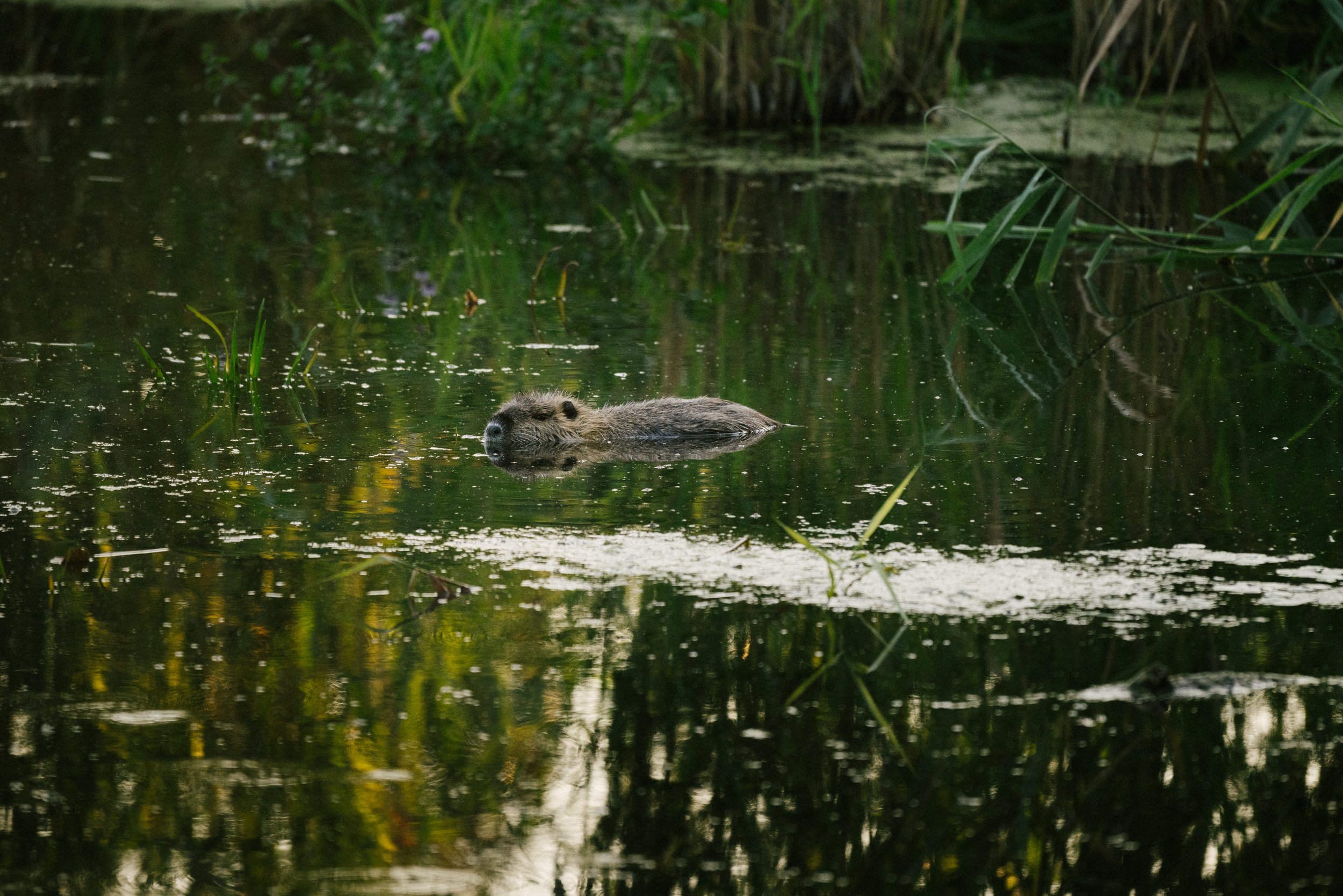 NABU Havel Renaturierung Kano Reportagefotografie Natur Brandenburg