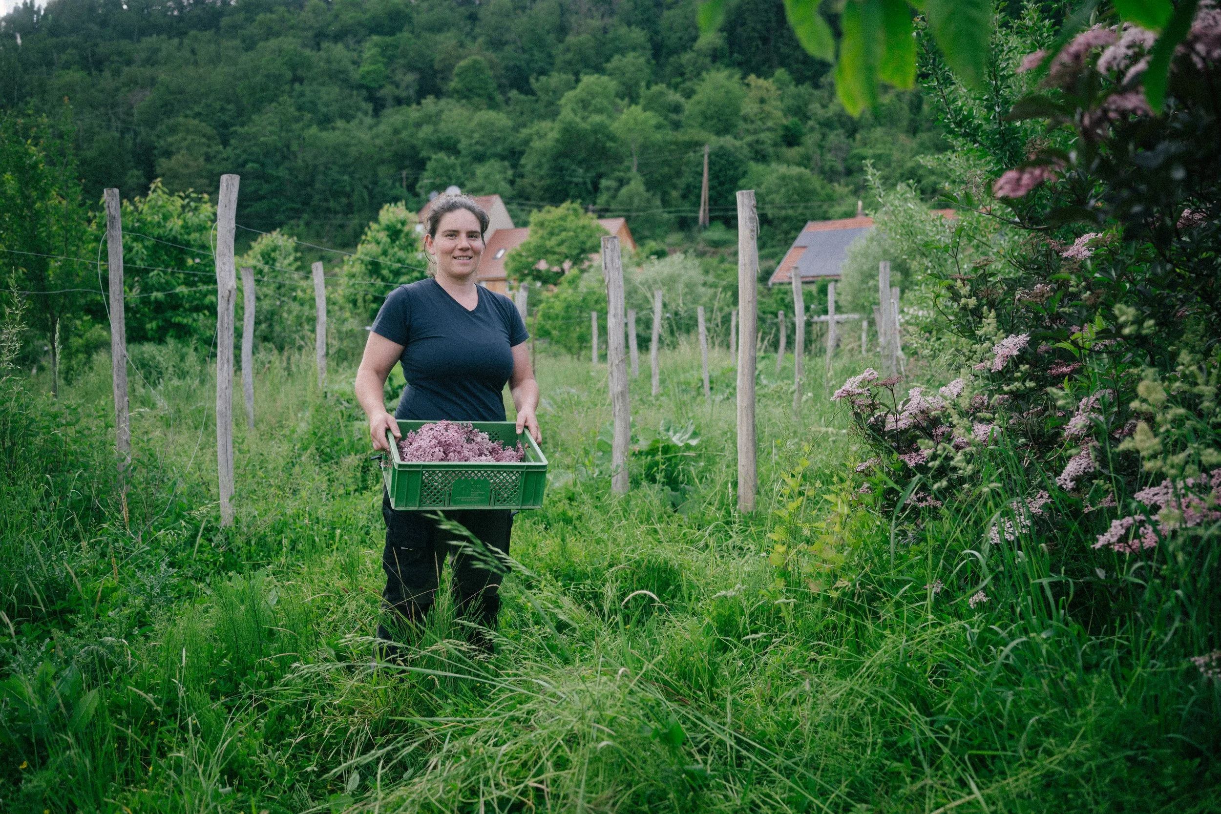 A woman holding a crate of freshly picked pink flowers, standing in a lush green garden with vines and trees in the background, under overcast sky.