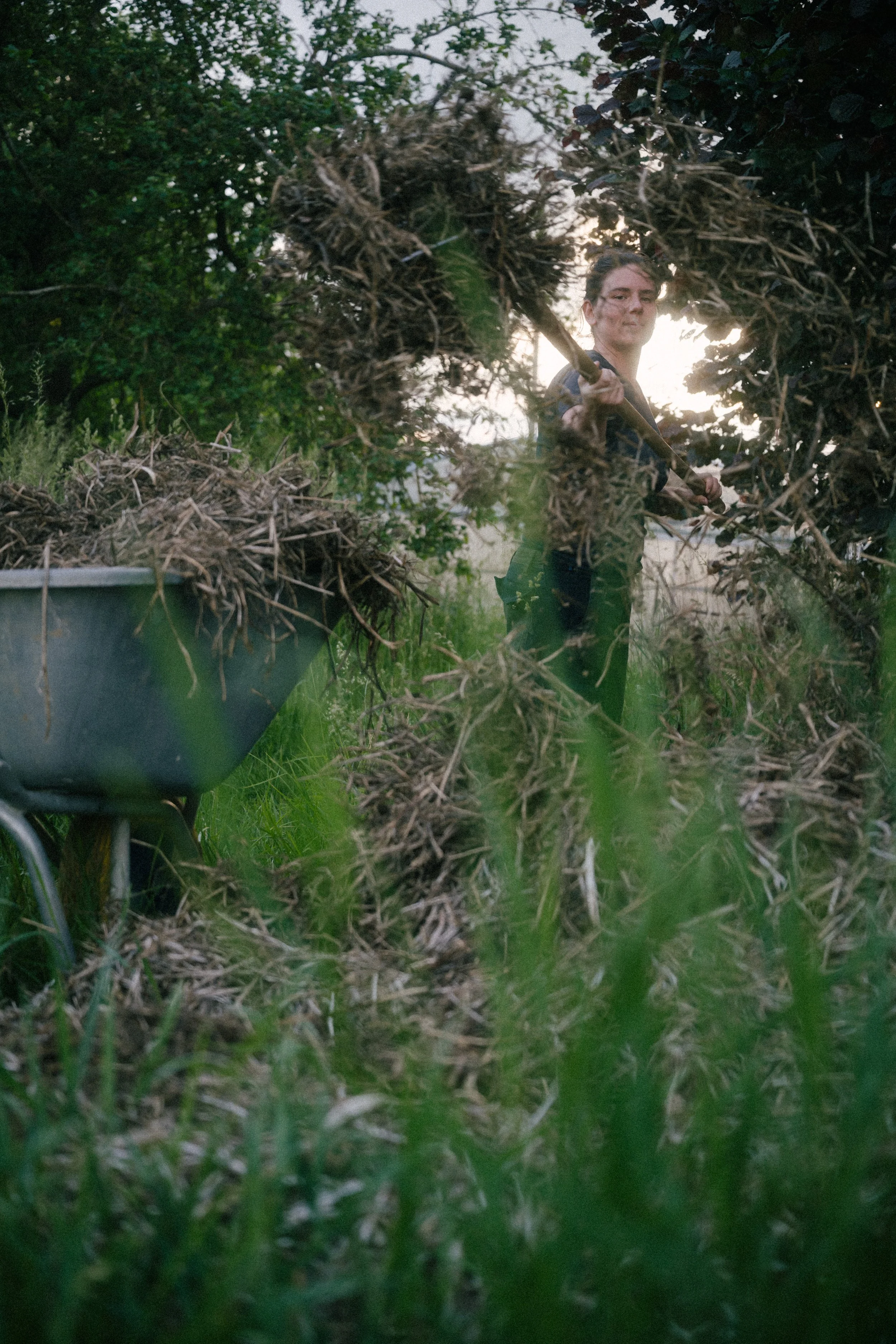 A person outside gathering yard waste with a rake, surrounded by green grass and foliage, with a wheelbarrow full of yard debris nearby.