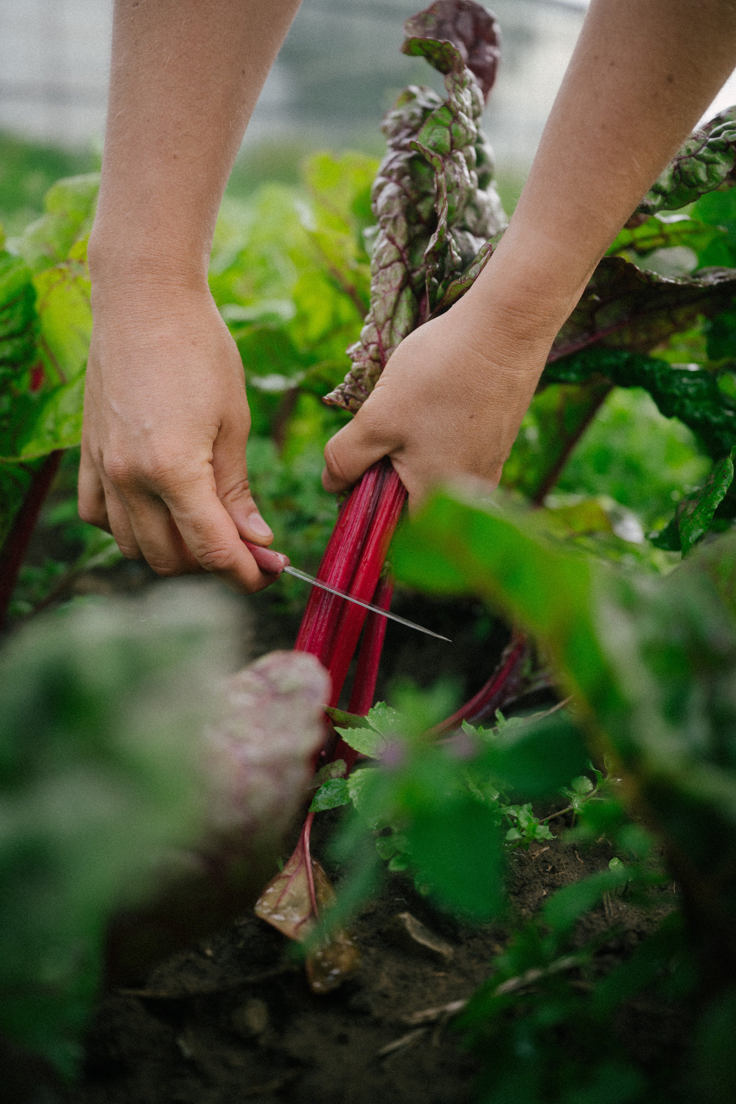 Close-up of hands harvesting a red-stemmed garden vegetable, possibly Swiss chard, among green foliage.