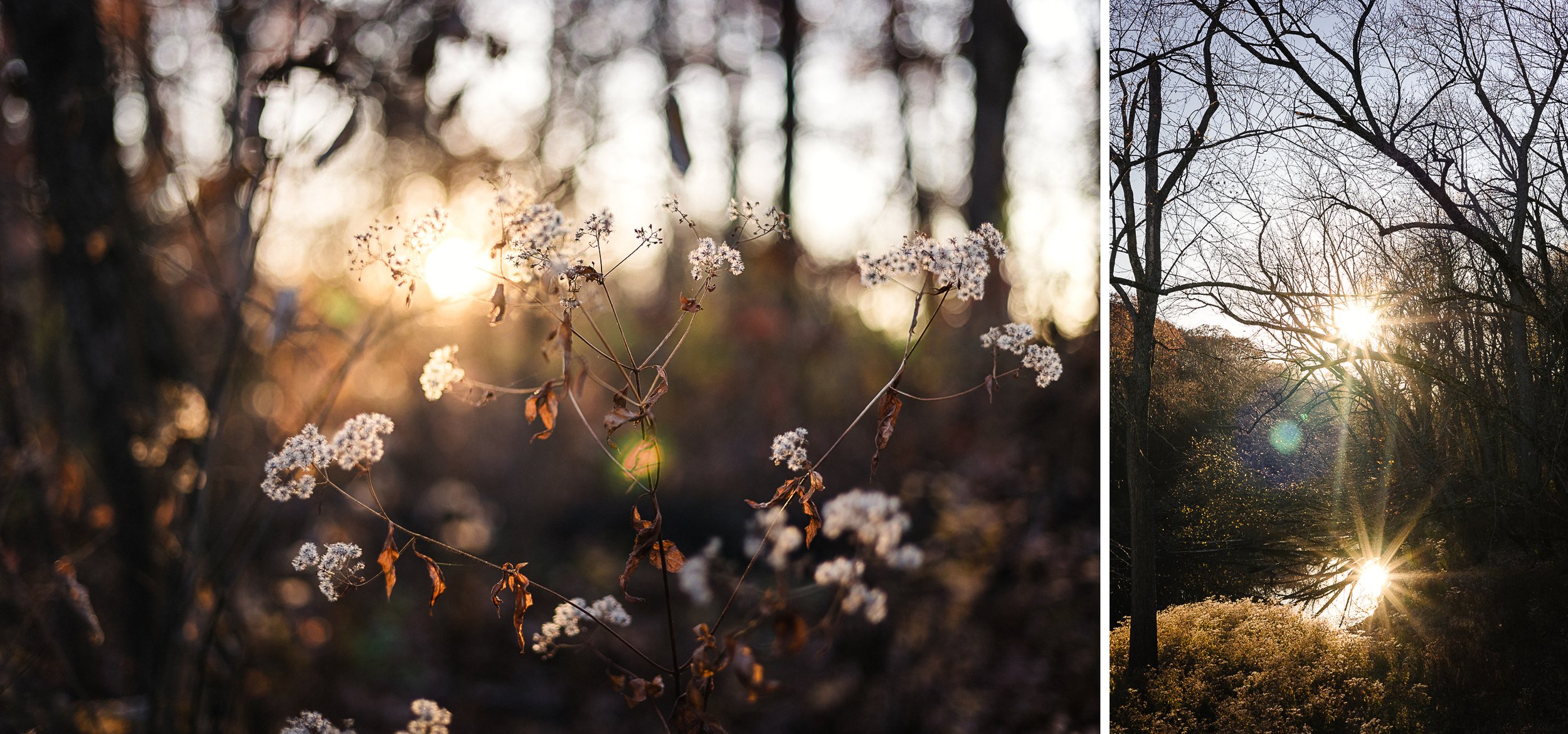 Diptych_Week48.jpg