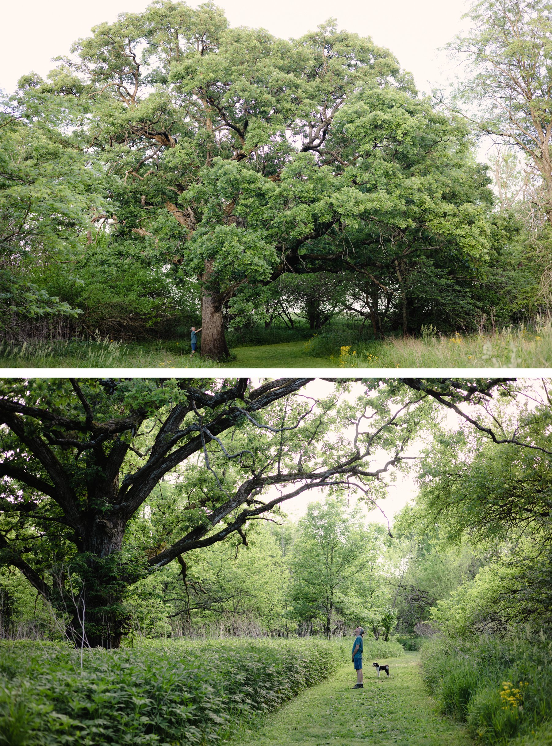 Sangamon River Forest Preserve Champaign County Illinois