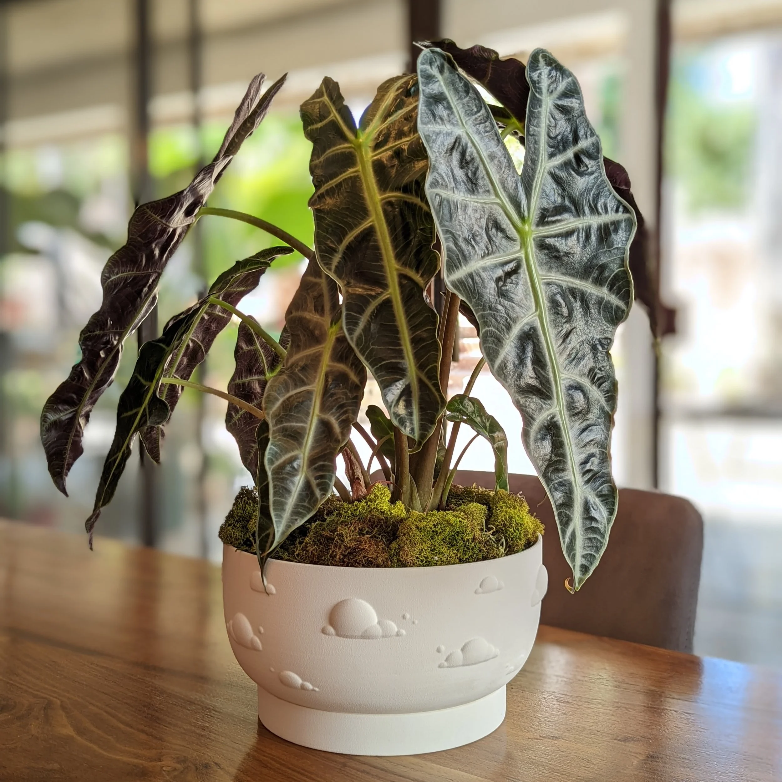 Cloud Planter