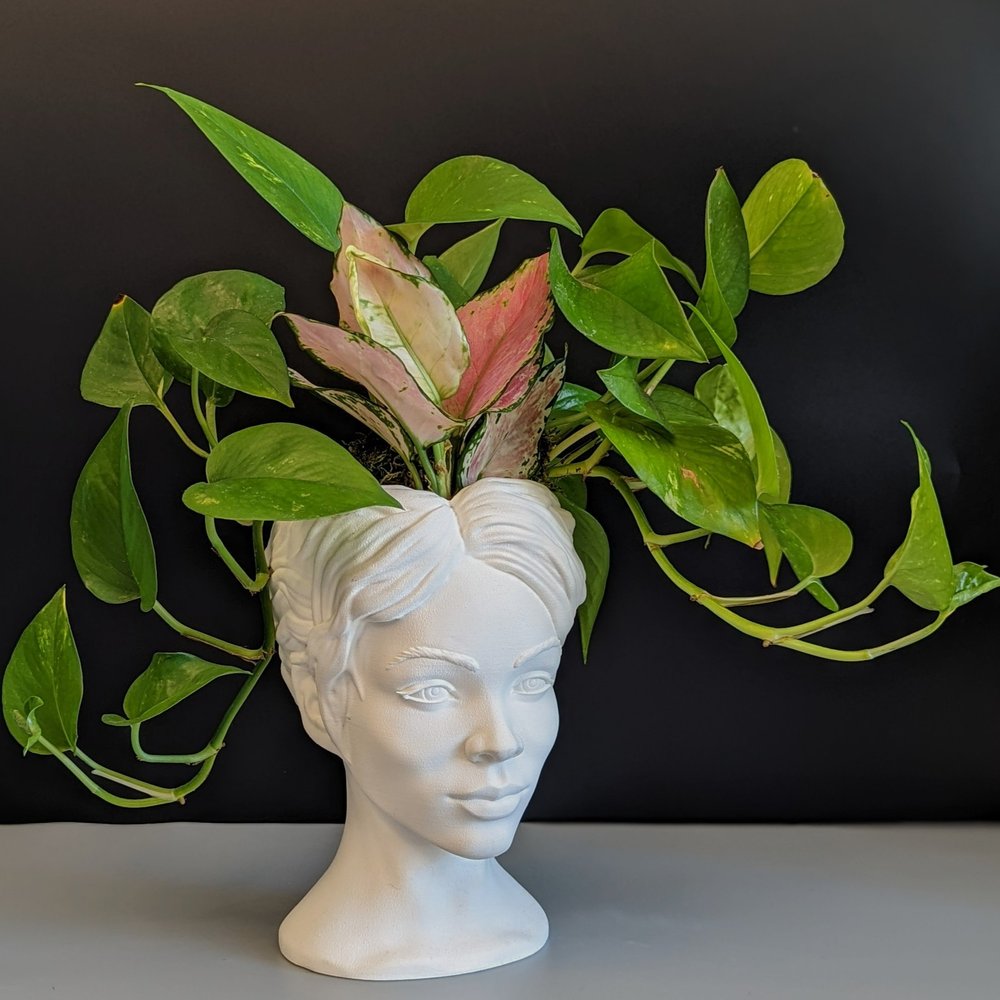 dragon scale plants Alocasia Dragon Scale | Rare Houseplants main image 1