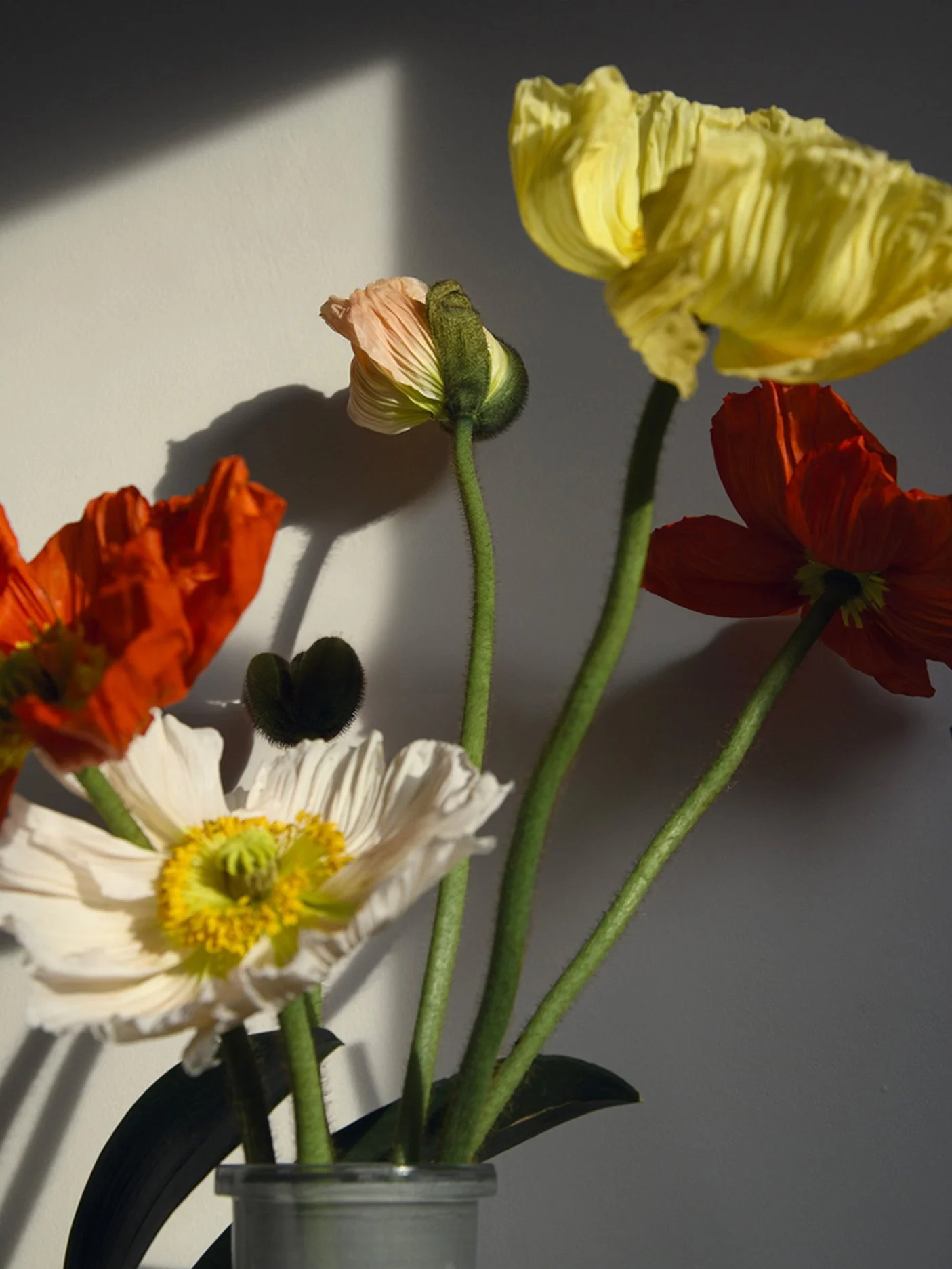 A bouquet of colorful poppies in a vase with shadows cast on a wall.