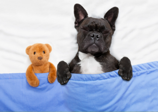 Pet sitter, pet sitter Atlanta, Dogs, Cats, All Pets, Dog Boarding, Doggy Daycare, Cat Care, Black Owned business, Dog Walking, Pet relocation services, Pet Taxi, Dog Boarding, Housesitting, Pet Care, Move pet abroad