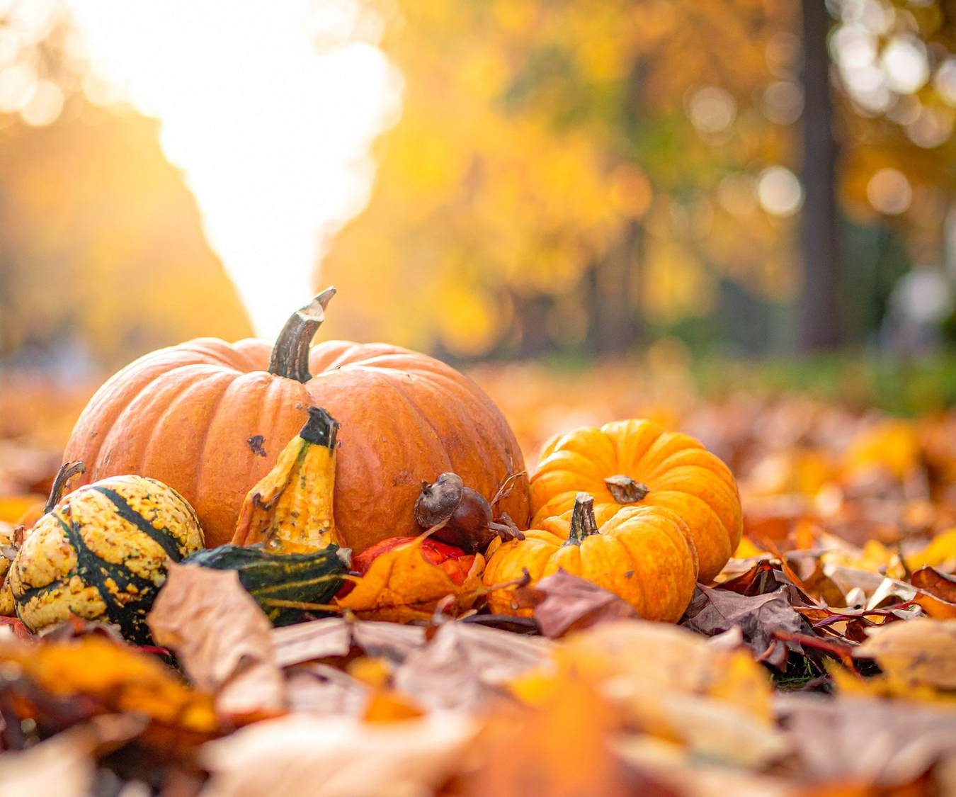 Fall Festival