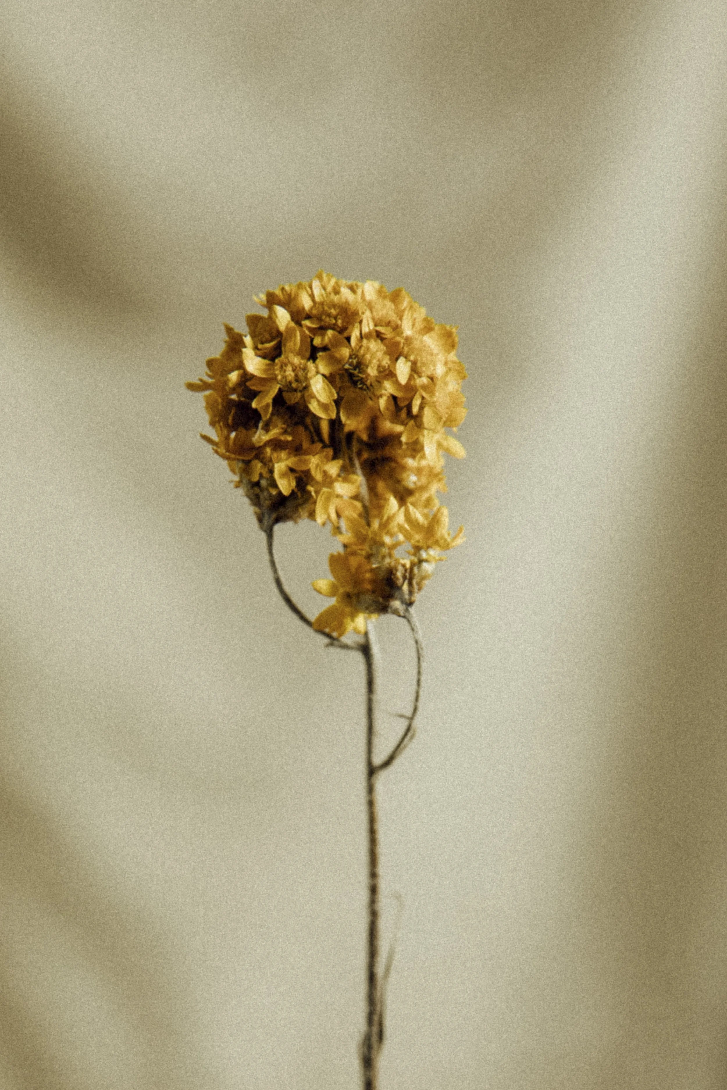 FLOWER ADICTED.jpg