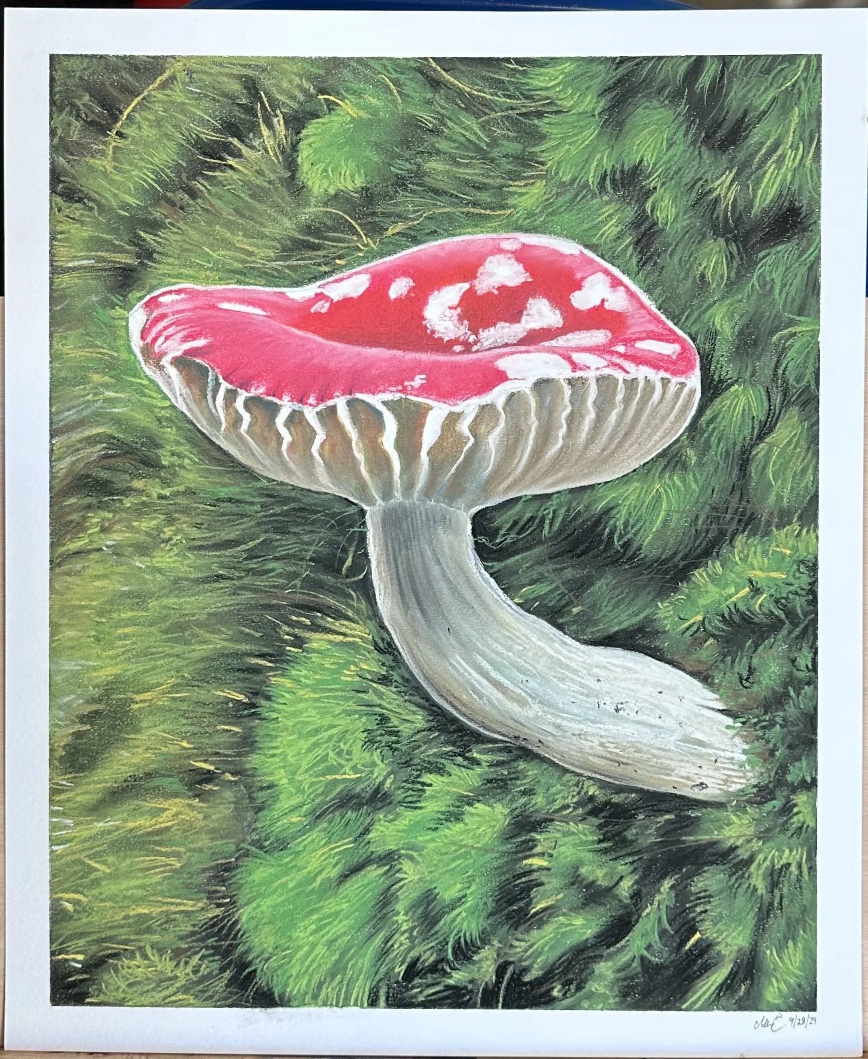 Mushroom in Moss
14x17” Chalk Pastel on Bristol Paper
(Original Sold)