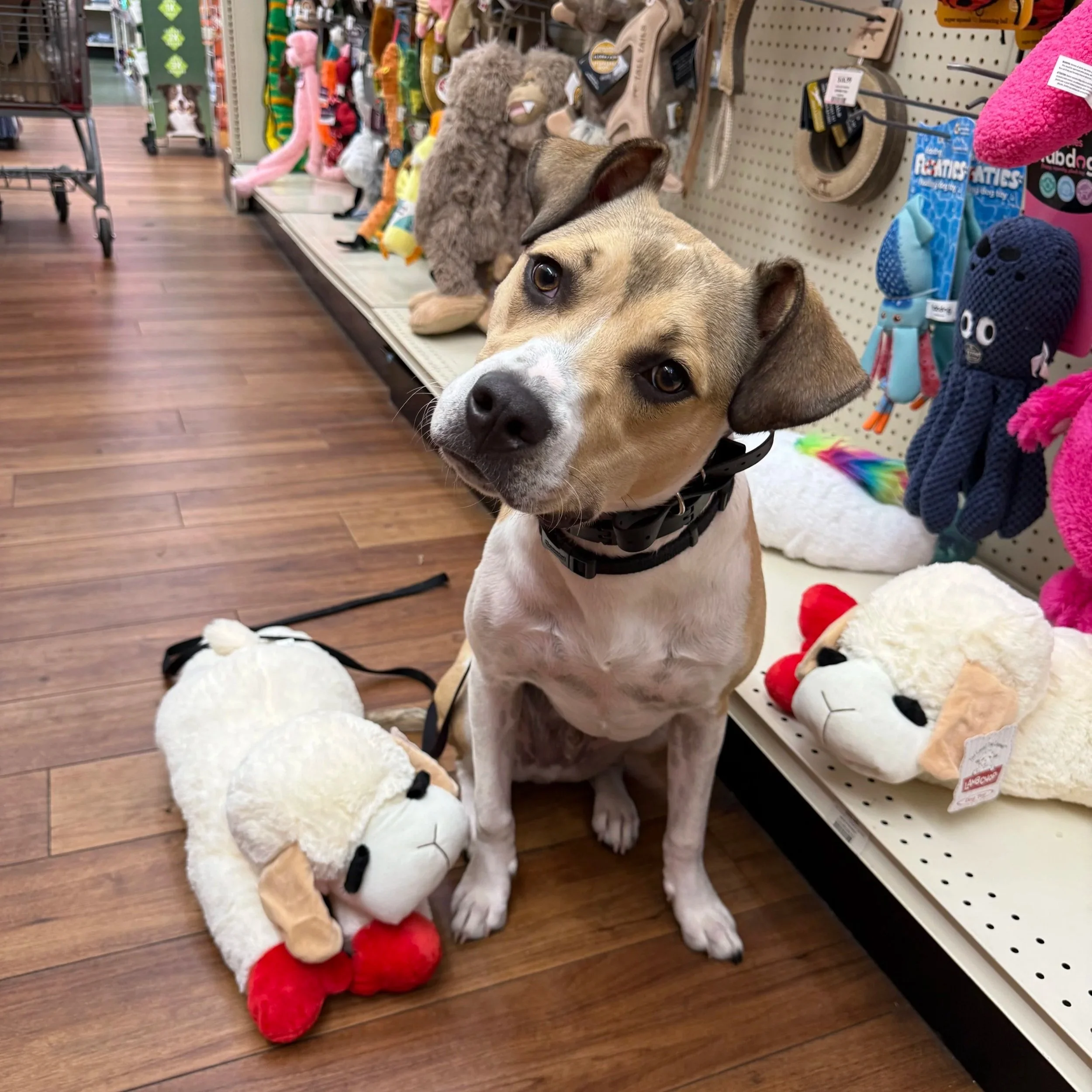 Dog in pet store