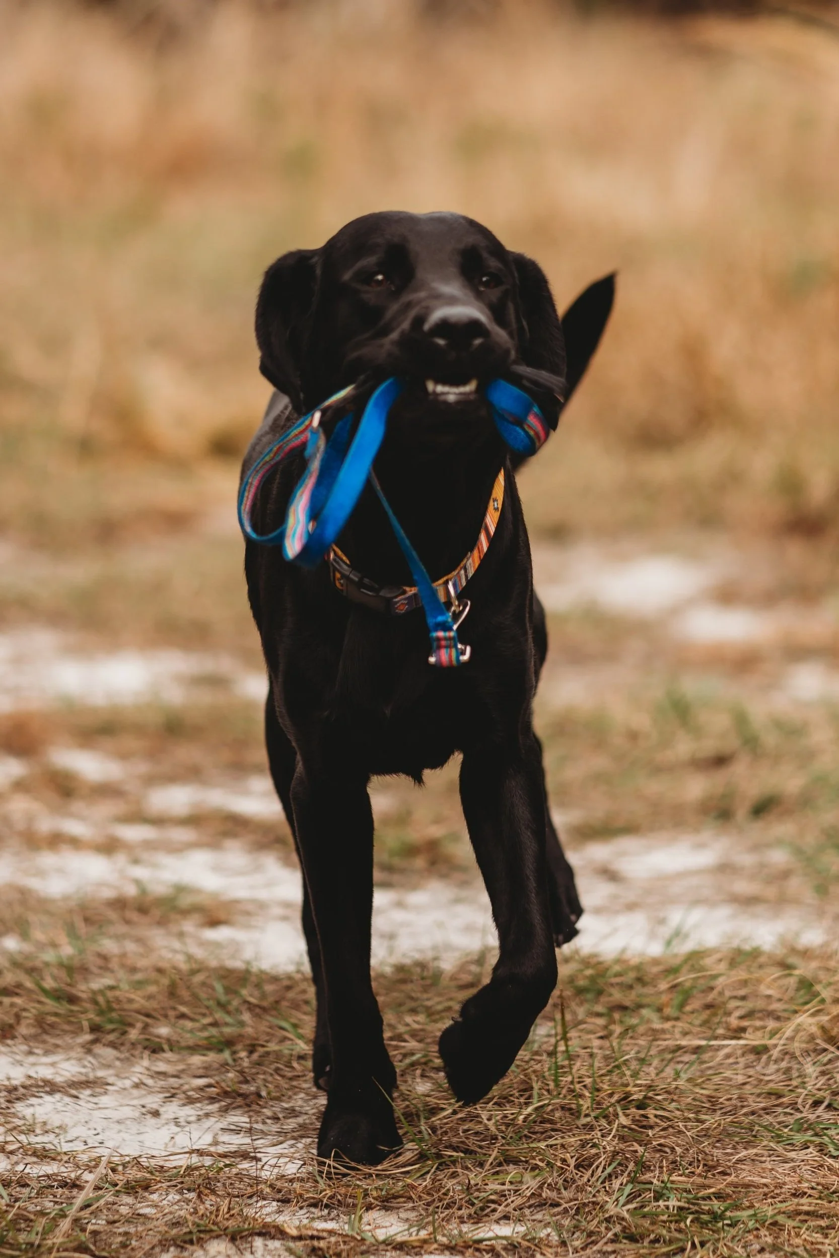Task trained Service Dog in Brevard county FL