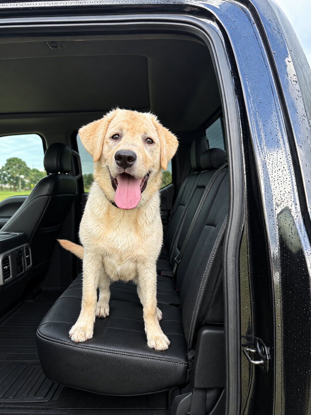 melbourne dog training