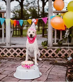 FLORIDA SERVICE DOG TRAINER