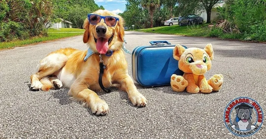 Service dog training